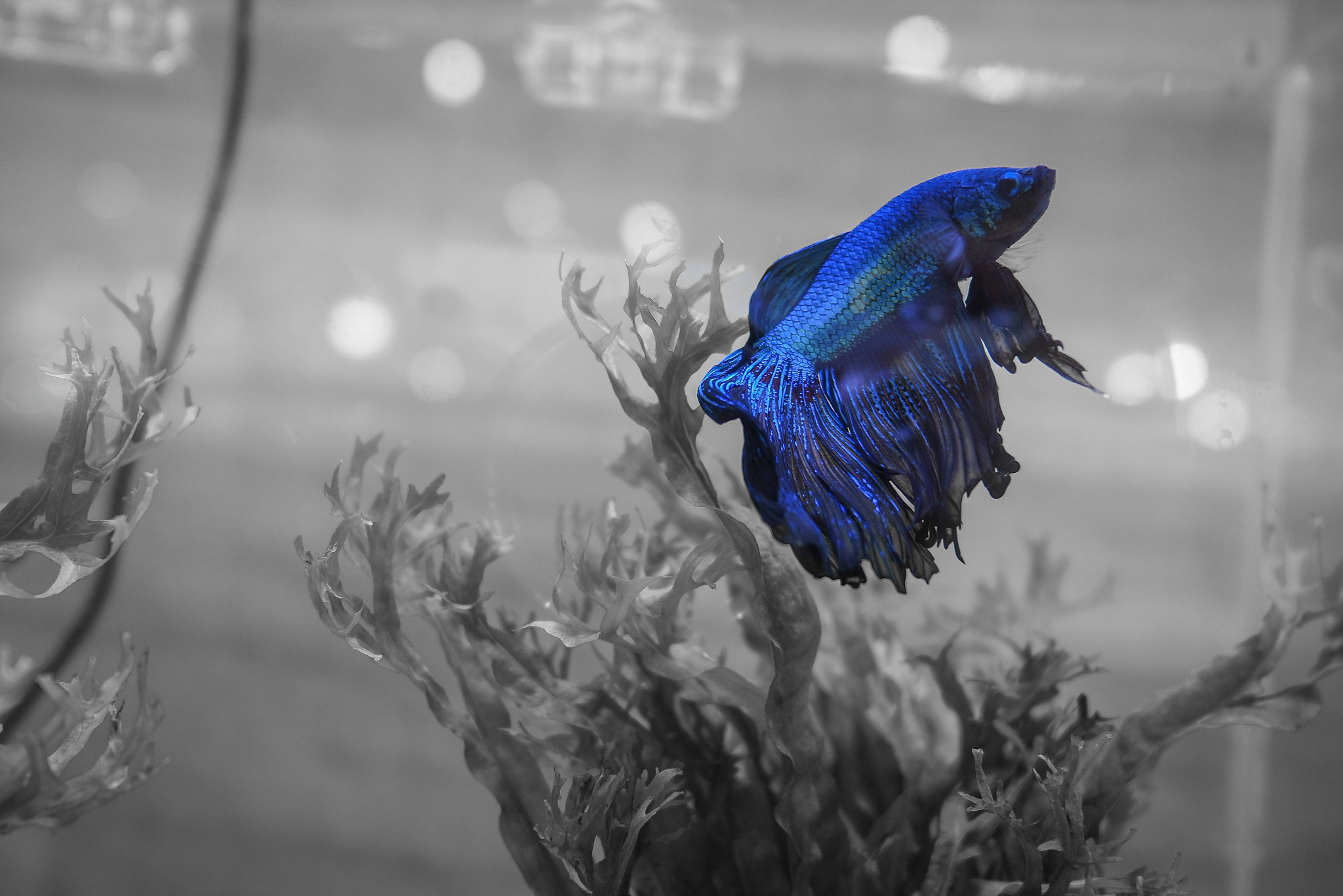 Olympus PEN-F + LEICA DG SUMMILUX 15/F1.7 sample photo. Siamese fighting fish｜鬥魚 photography