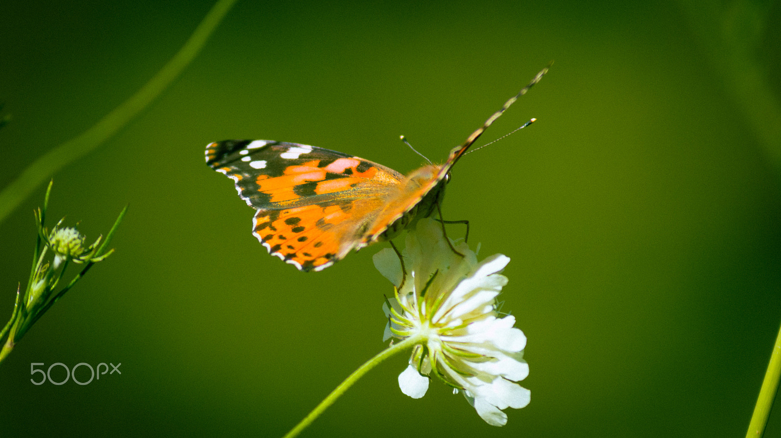 Sony DT 55-200mm F4-5.6 SAM sample photo. Butterfly photography