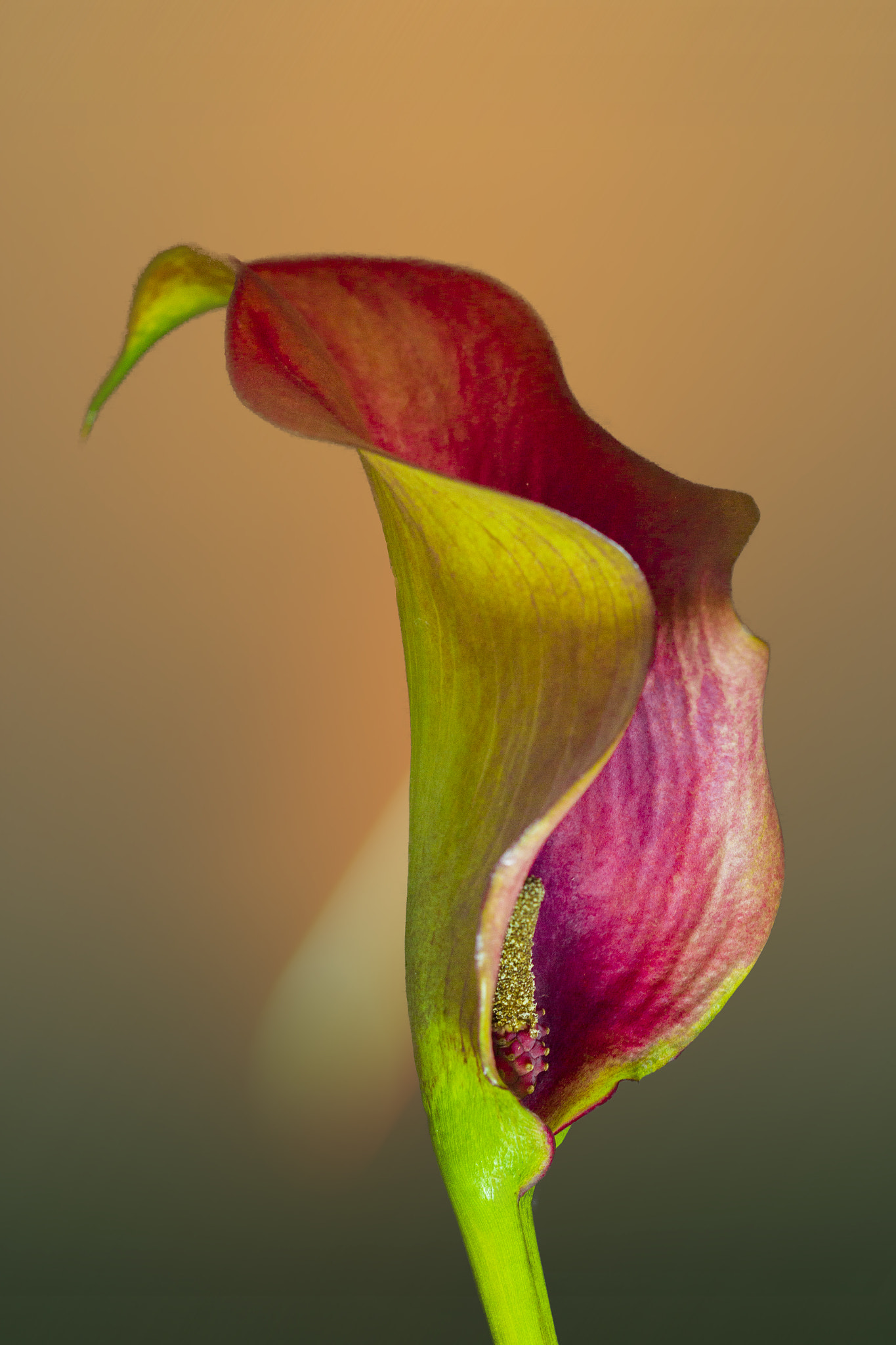 Canon EF 100mm F2.8 Macro USM sample photo. Cala photography