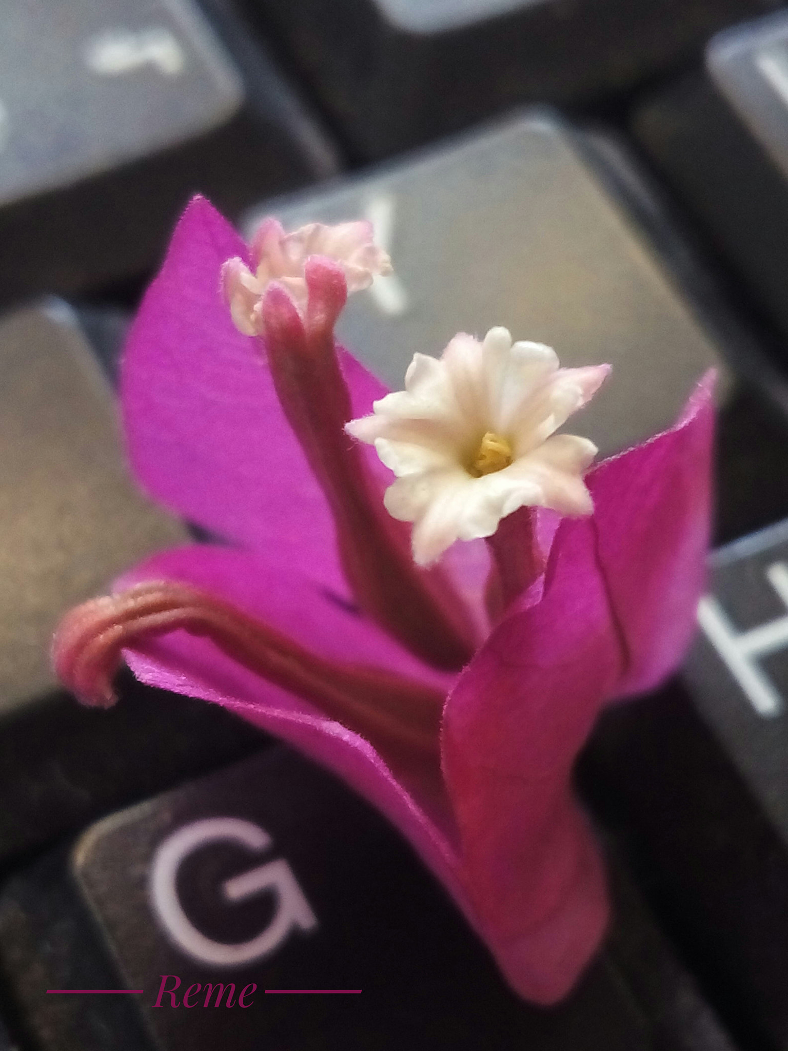 bq Aquaris E5 HD sample photo. Un  poco de color photography