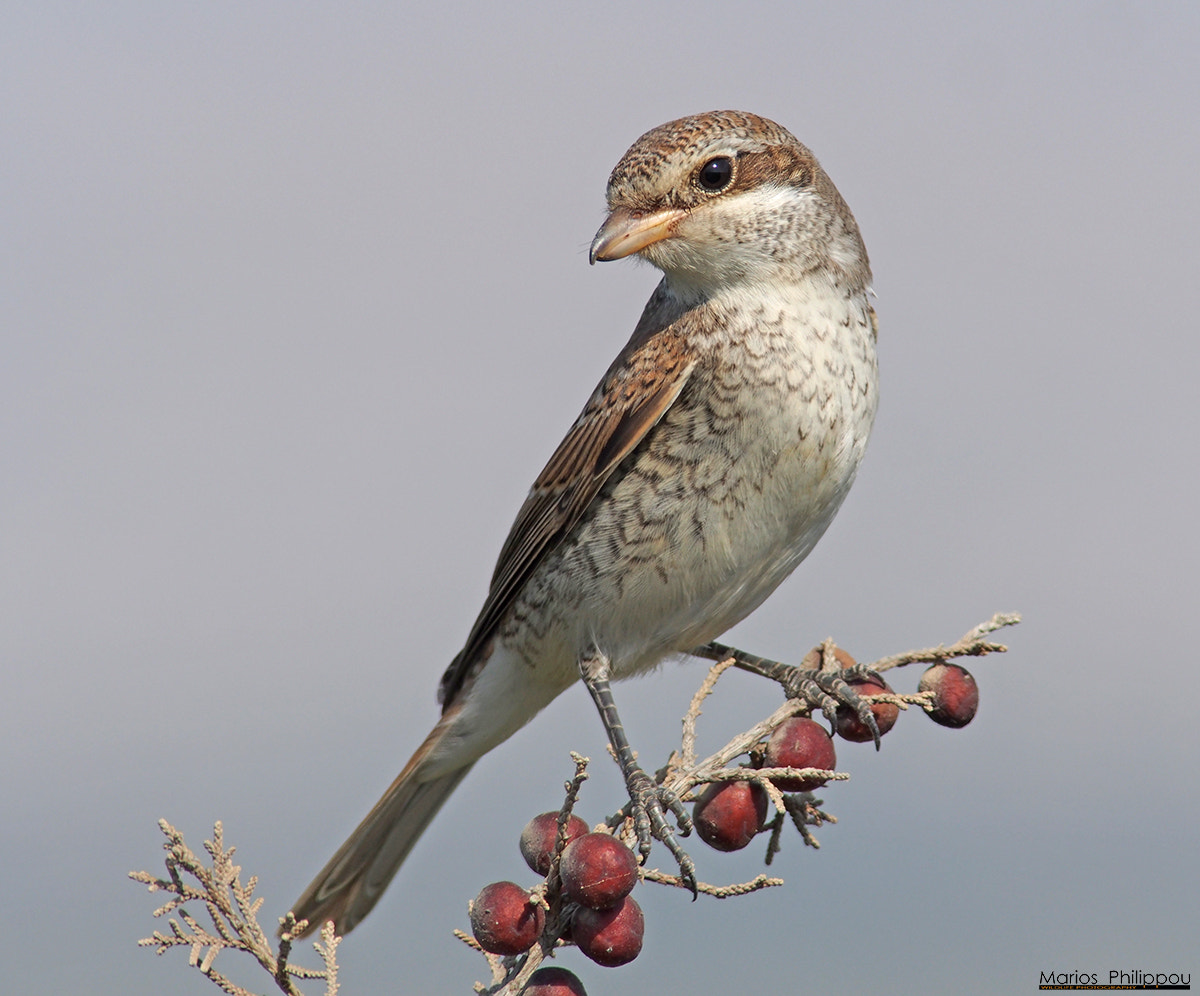 Olympus OM-D E-M5 + OLYMPUS 300mm Lens sample photo. Red-backed shrike photography