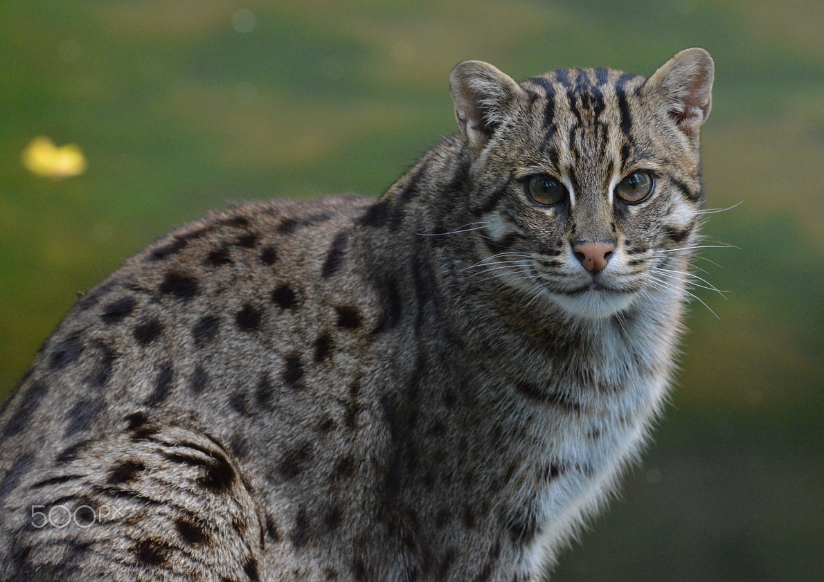 Nikon D800 + Nikon AF-S Nikkor 400mm F2.8G ED VR II sample photo. Fischkatze - dsc_9150 photography