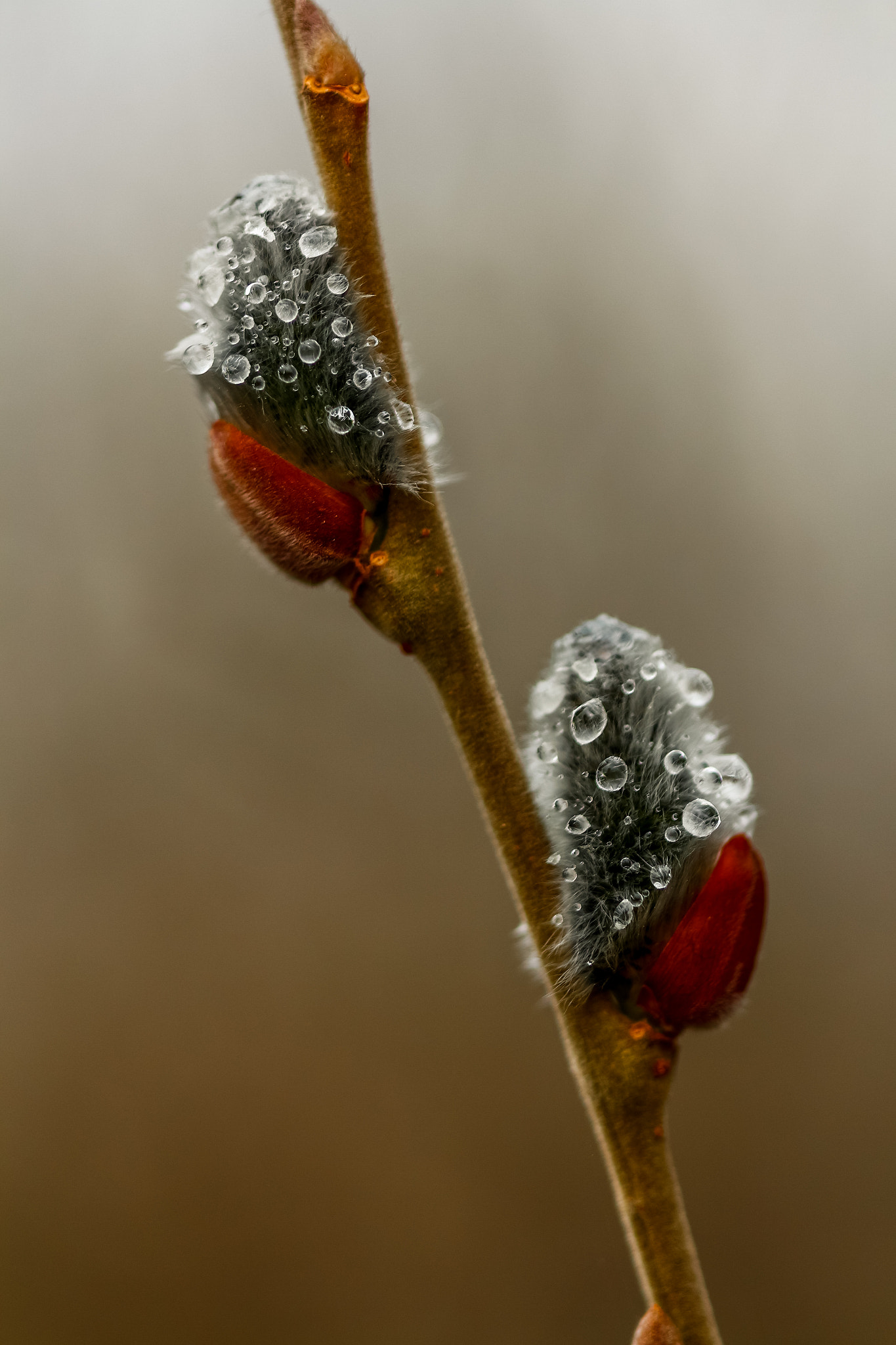 Canon EF 100mm F2.8 Macro USM sample photo. Damlalar photography