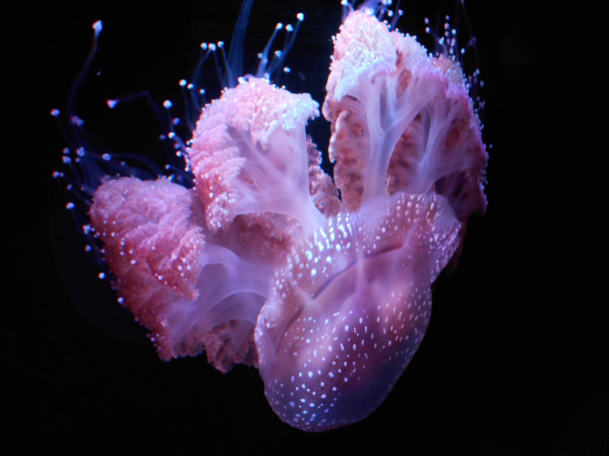 Nikon COOLPIX S2800 sample photo. Jellyfish photography