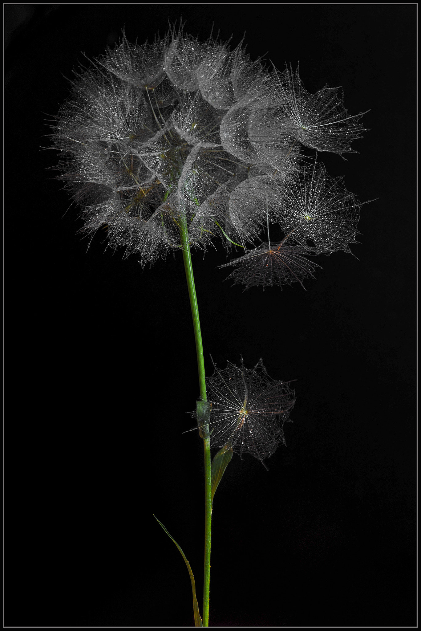 Nikon D300 sample photo. Pretty dandilion photography