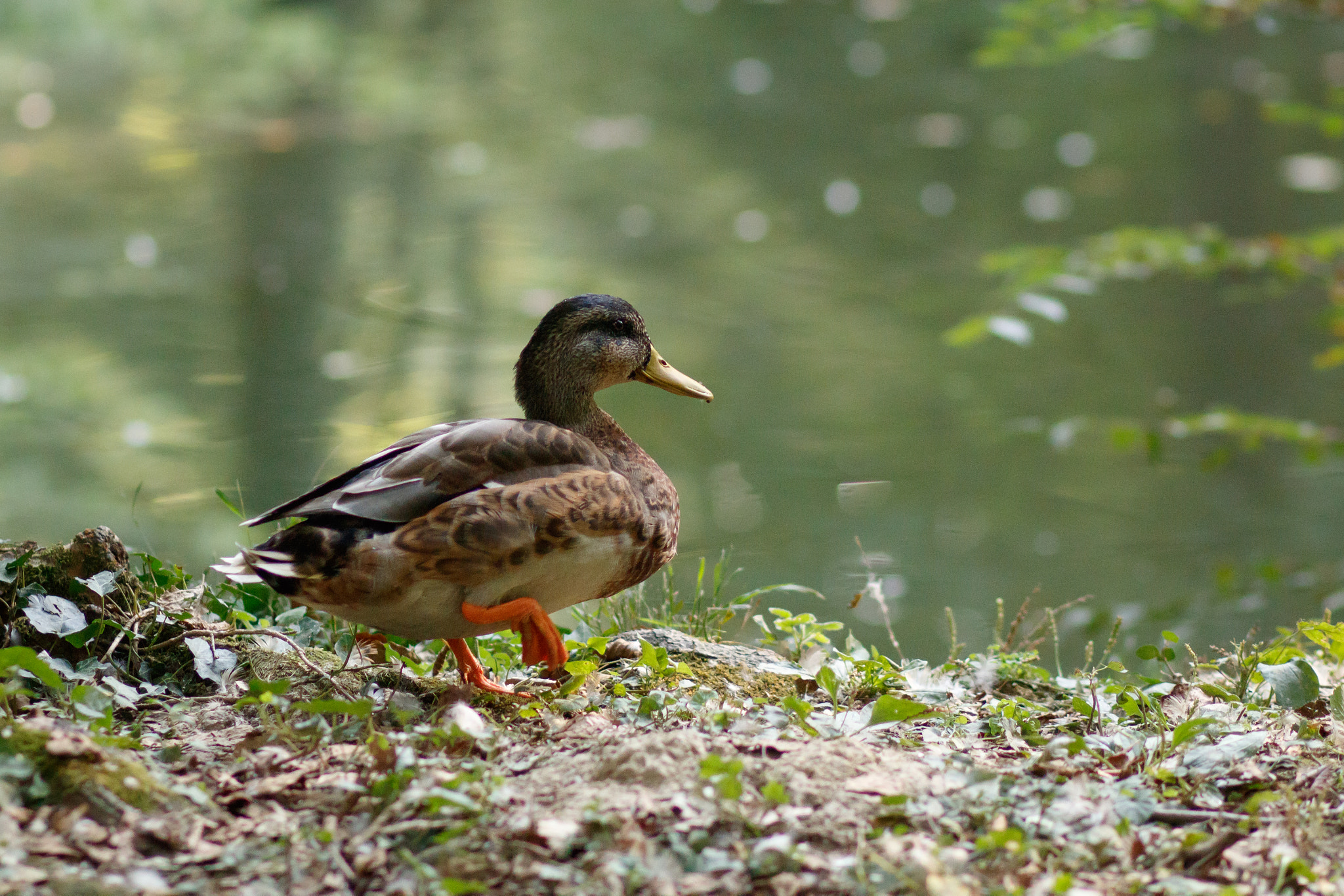 Canon EOS 760D (EOS Rebel T6s / EOS 8000D) + Canon EF 85mm F1.8 USM sample photo. Donald photography