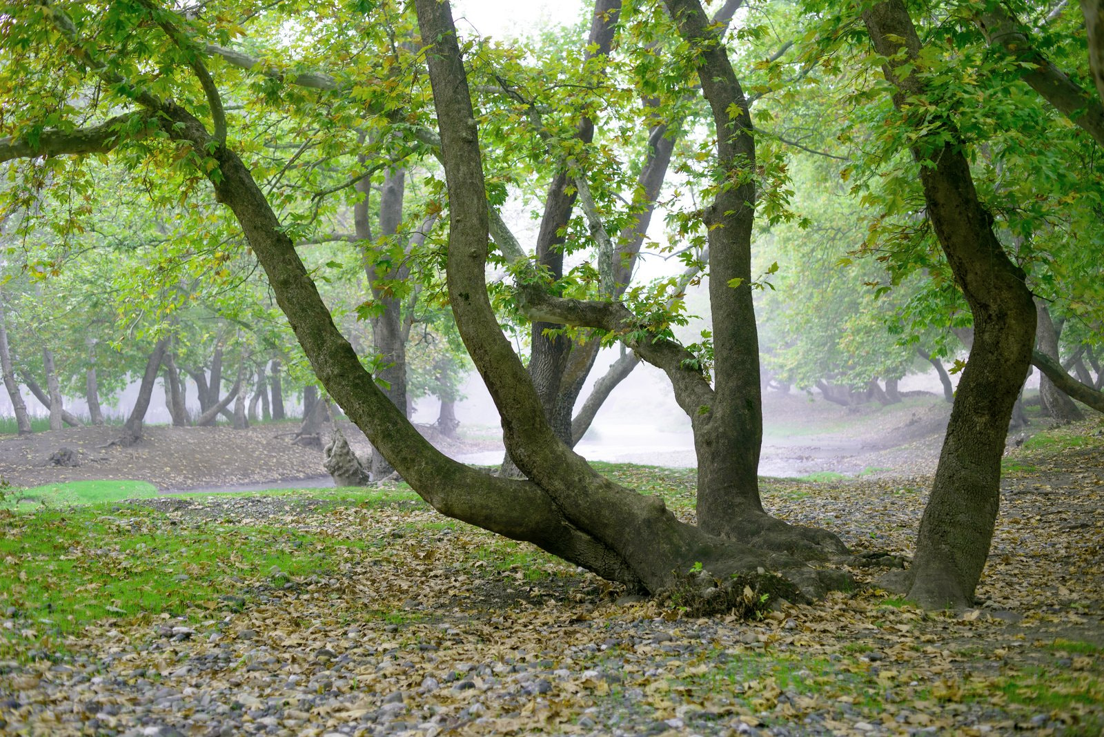 ZEISS Makro-Planar T* 50mm F2 sample photo. Plane-tree photography
