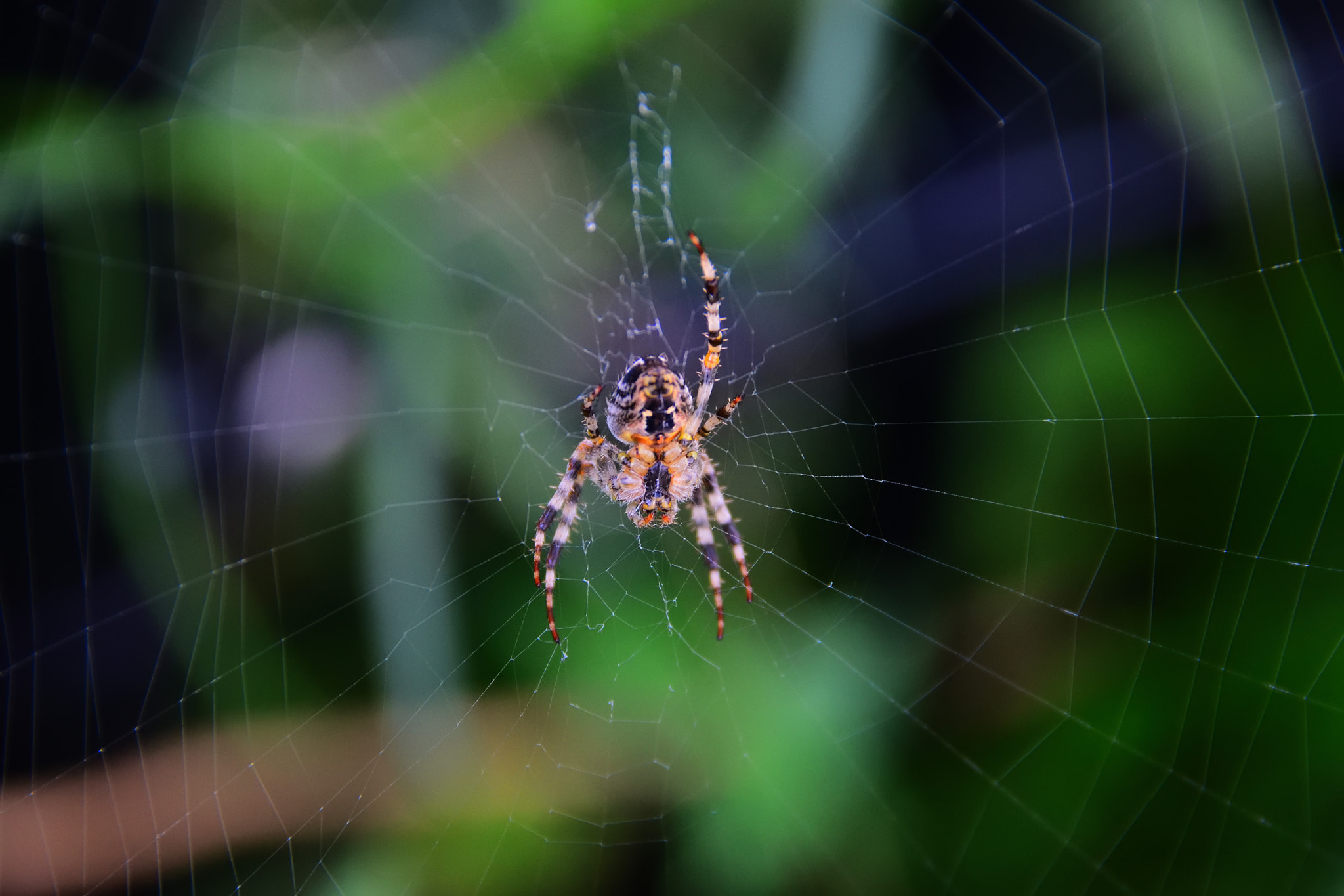 Nikon D5300 + Sigma 18-200mm F3.5-6.3 DC OS HSM sample photo. Spider from below photography