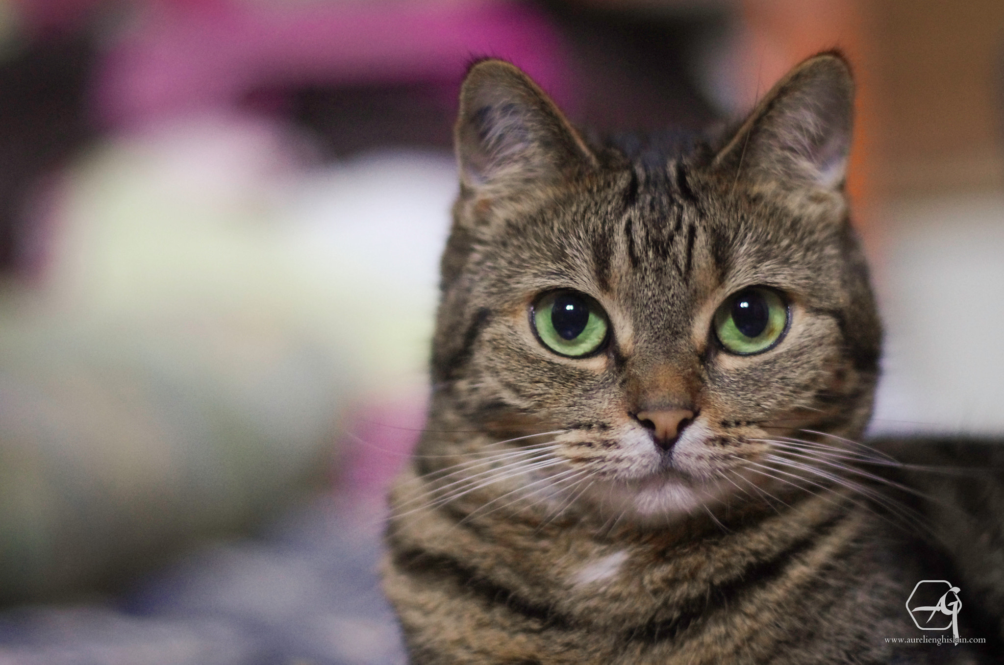 Pentax K-5 + Pentax smc FA 50mm F1.4 sample photo. Hypnotize photography