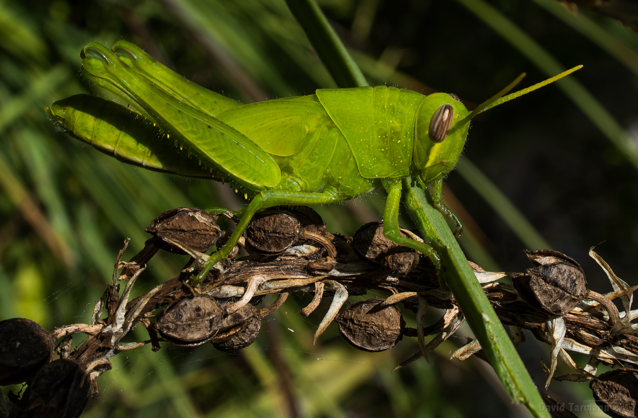 AF Zoom-Nikkor 28-85mm f/3.5-4.5 sample photo. Grasshopper nymph photography