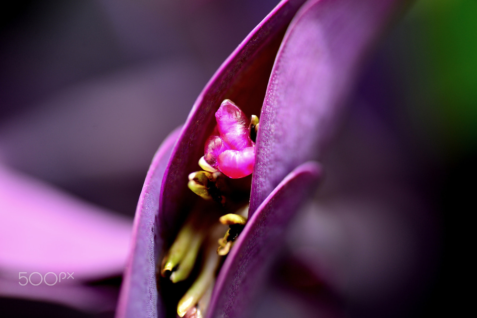 Nikon D600 sample photo. Purple palace photography