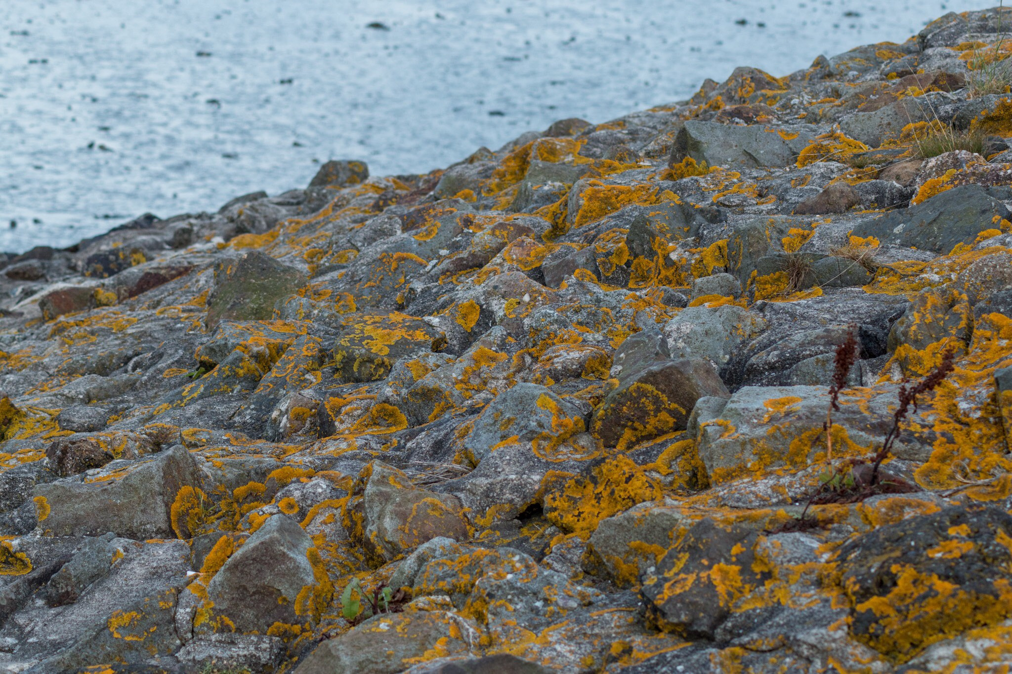 Tamron AF 70-300mm F4-5.6 Di LD Macro sample photo. Plants on a rock at the horumersiel harbour mole, southern north sea, lower saxony photography