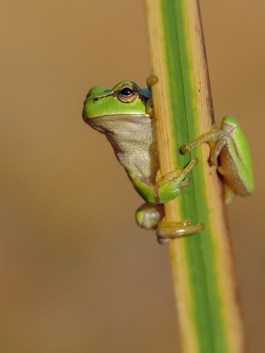 Canon EOS-1D Mark III sample photo. European tree frog

 photography