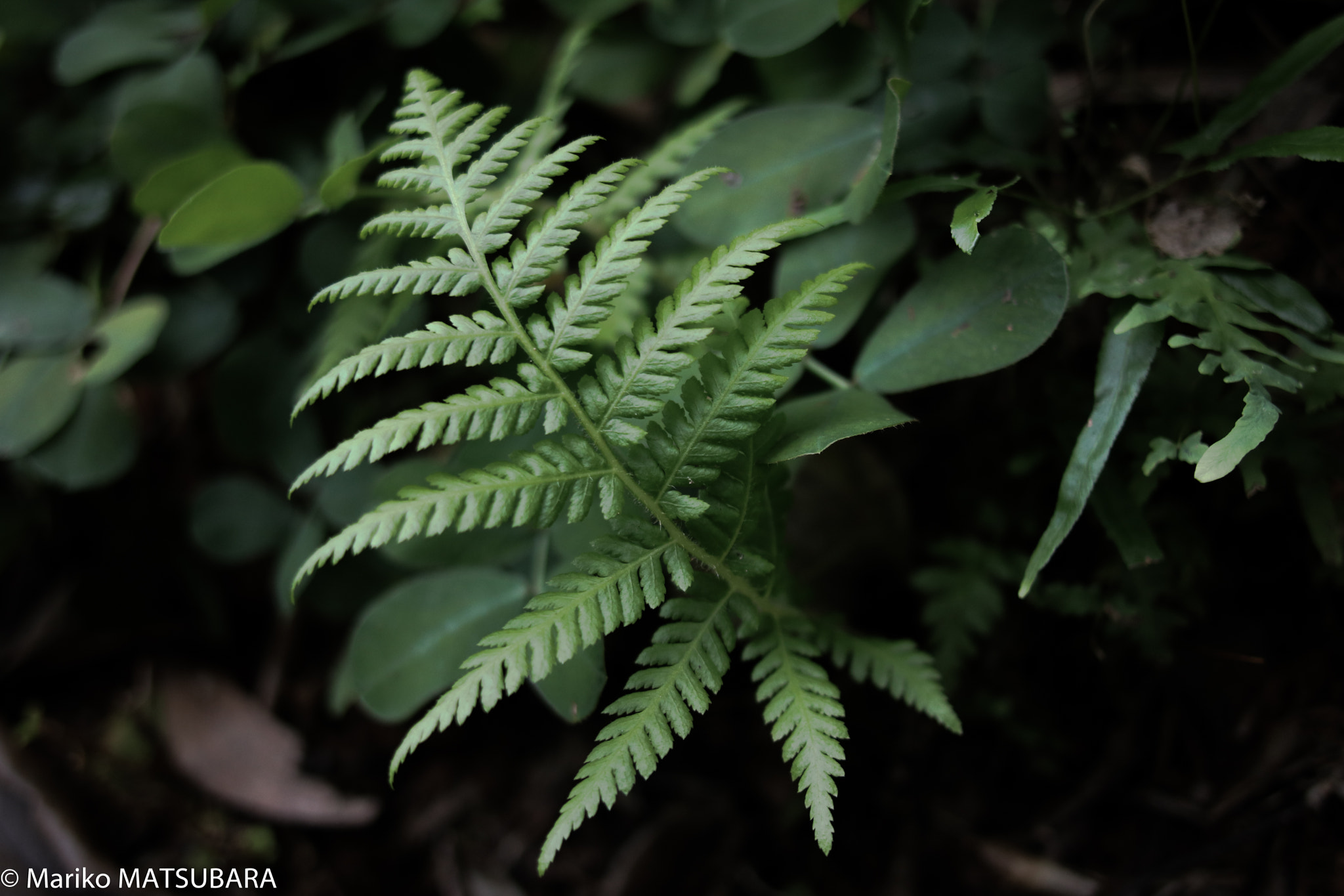 Canon EOS 760D (EOS Rebel T6s / EOS 8000D) + Canon EF 24mm F2.8 sample photo. A shot at home photography