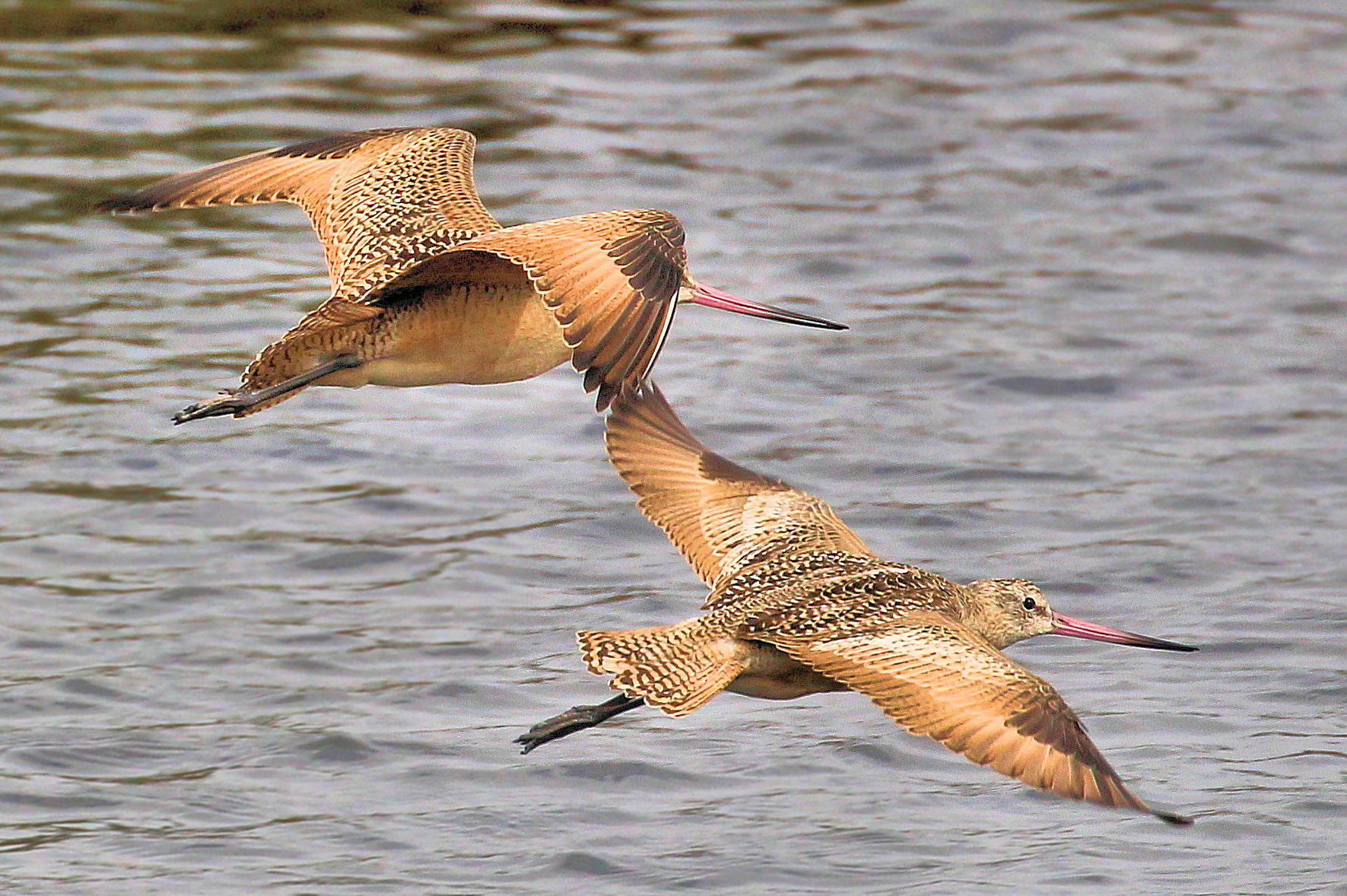 Canon EOS 100D (EOS Rebel SL1 / EOS Kiss X7) sample photo. Flying in tandem photography