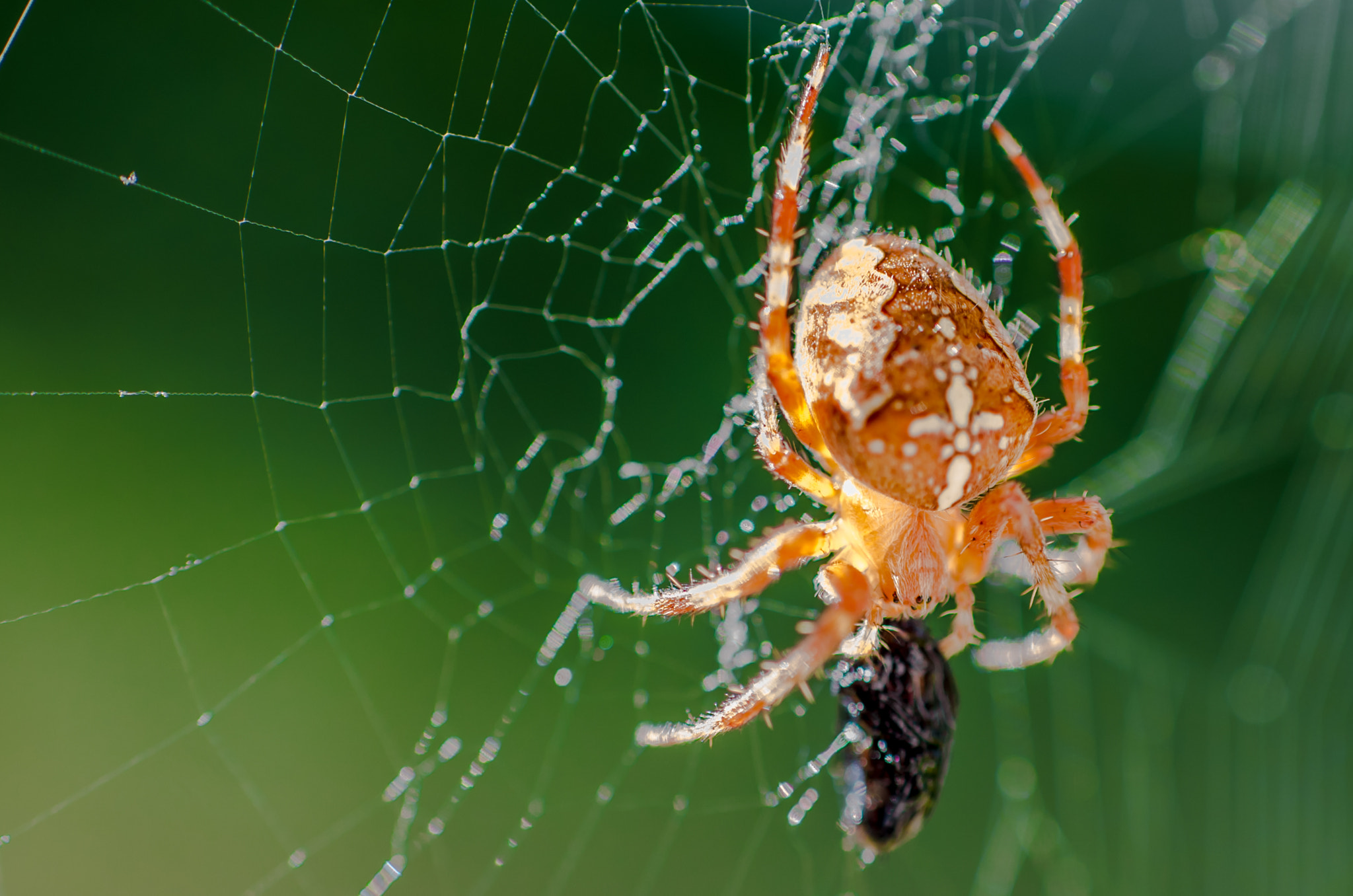 Pentax K-50 + Sigma 50mm F1.4 EX DG HSM sample photo. Breakfast spider photography