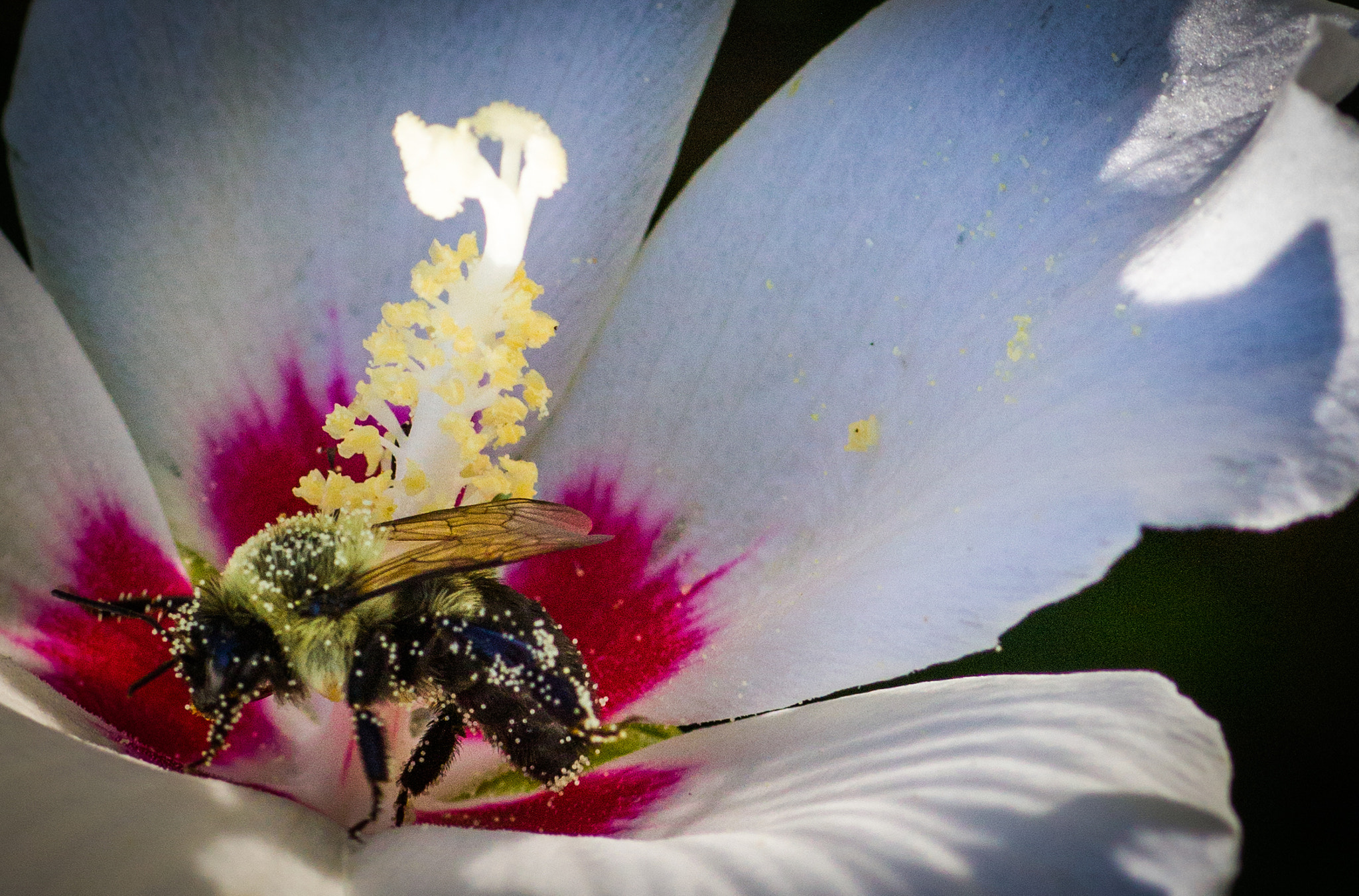 Tamron SP AF 90mm F2.8 Di Macro sample photo. Loaded up and ready to go photography