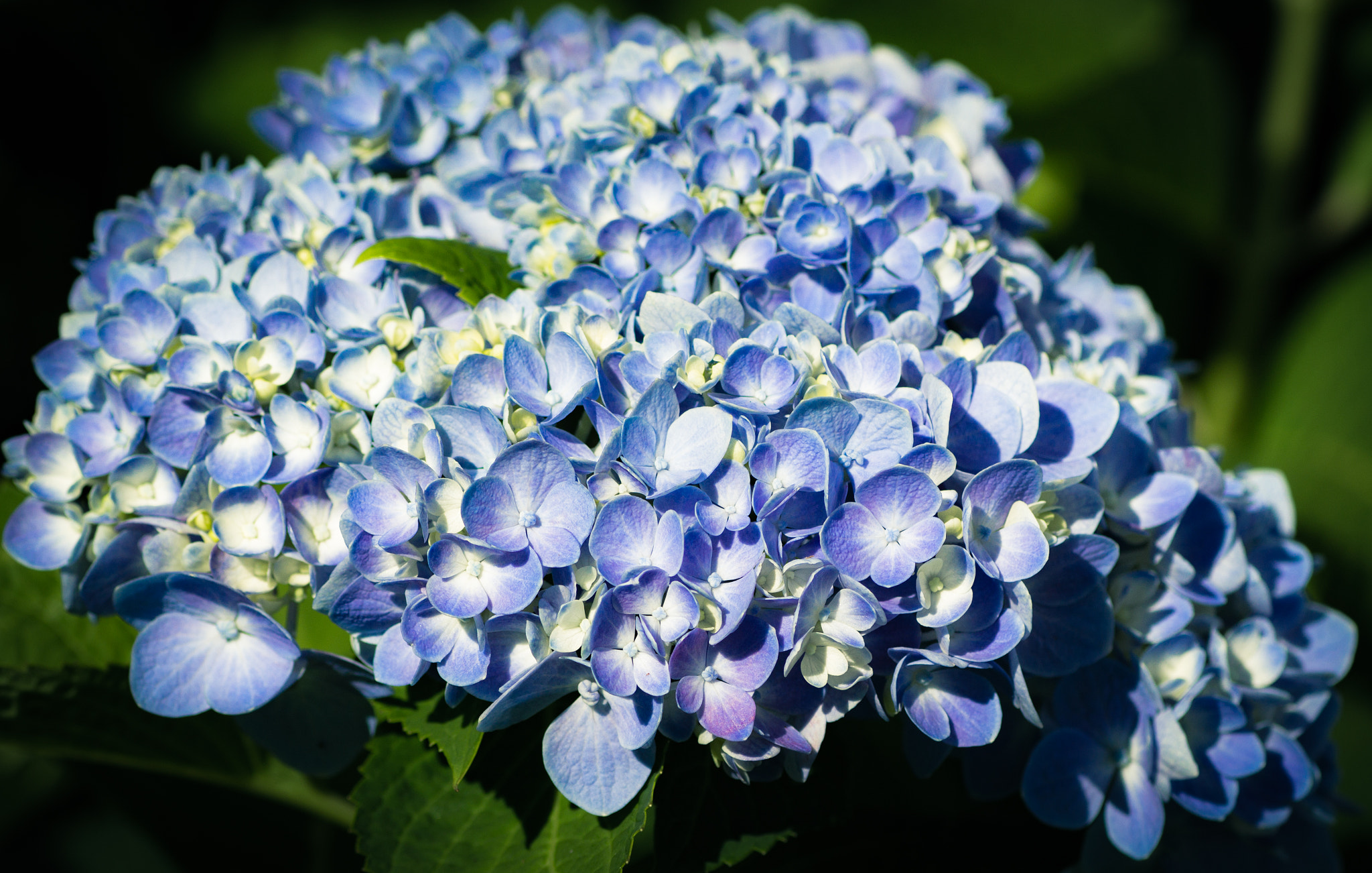 Tamron SP AF 90mm F2.8 Di Macro sample photo. Blue hydrangea photography