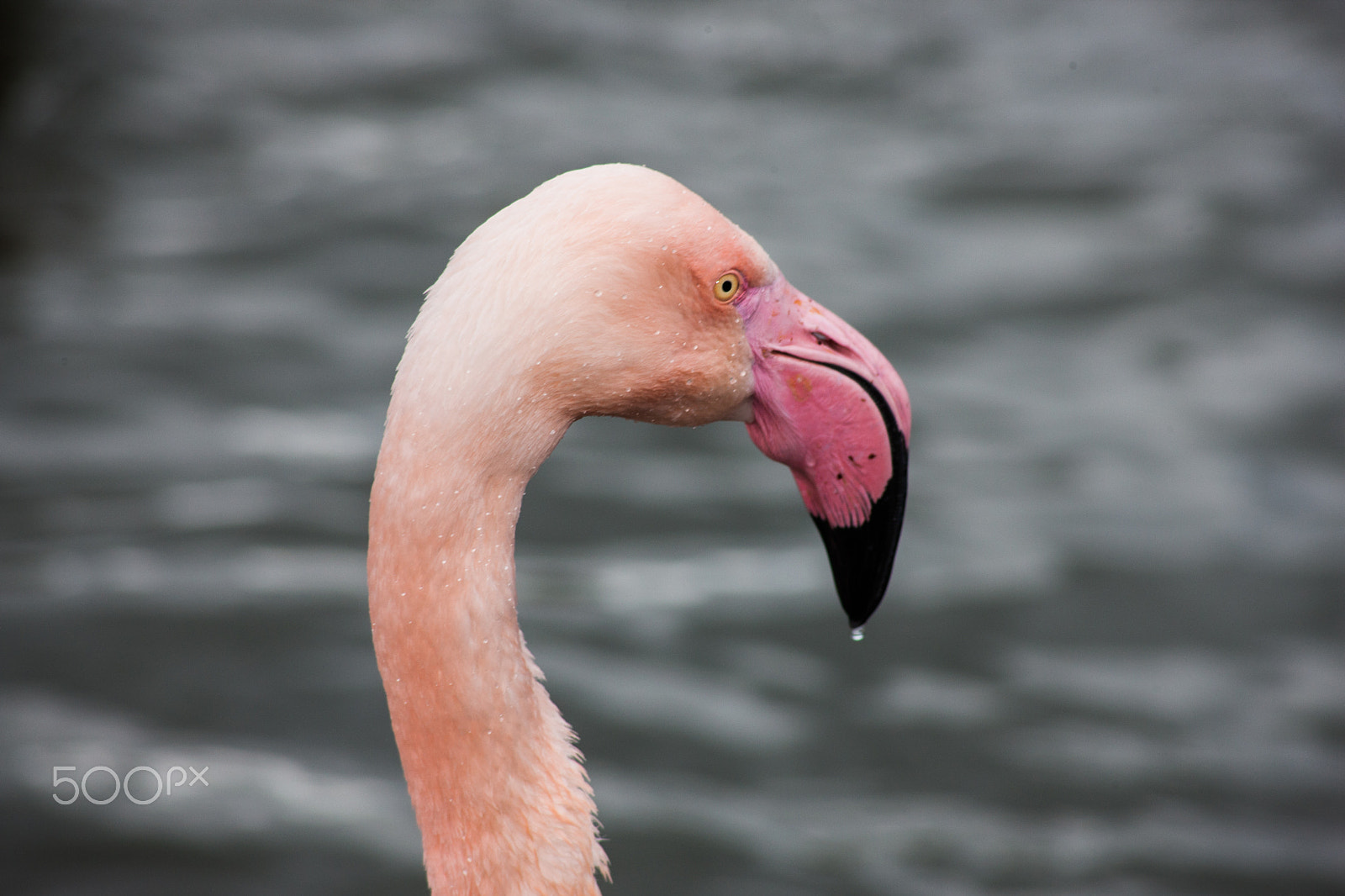 Canon EOS-1Ds Mark III + Canon EF 100-300mm F4.5-5.6 USM sample photo. Flamingo head shot photography