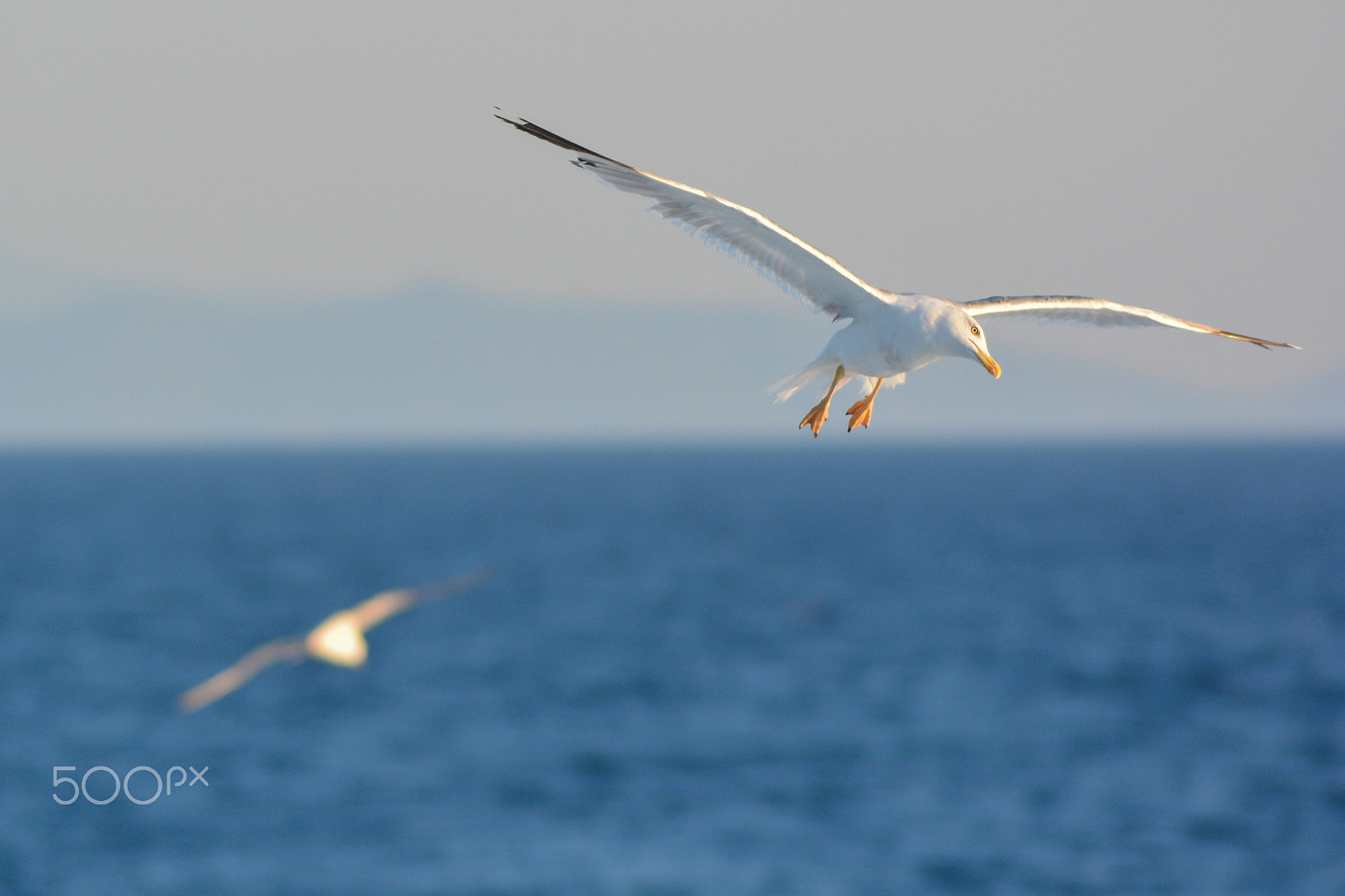 Nikon D7100 + AF Nikkor 180mm f/2.8 IF-ED sample photo. Fly of seagull photography