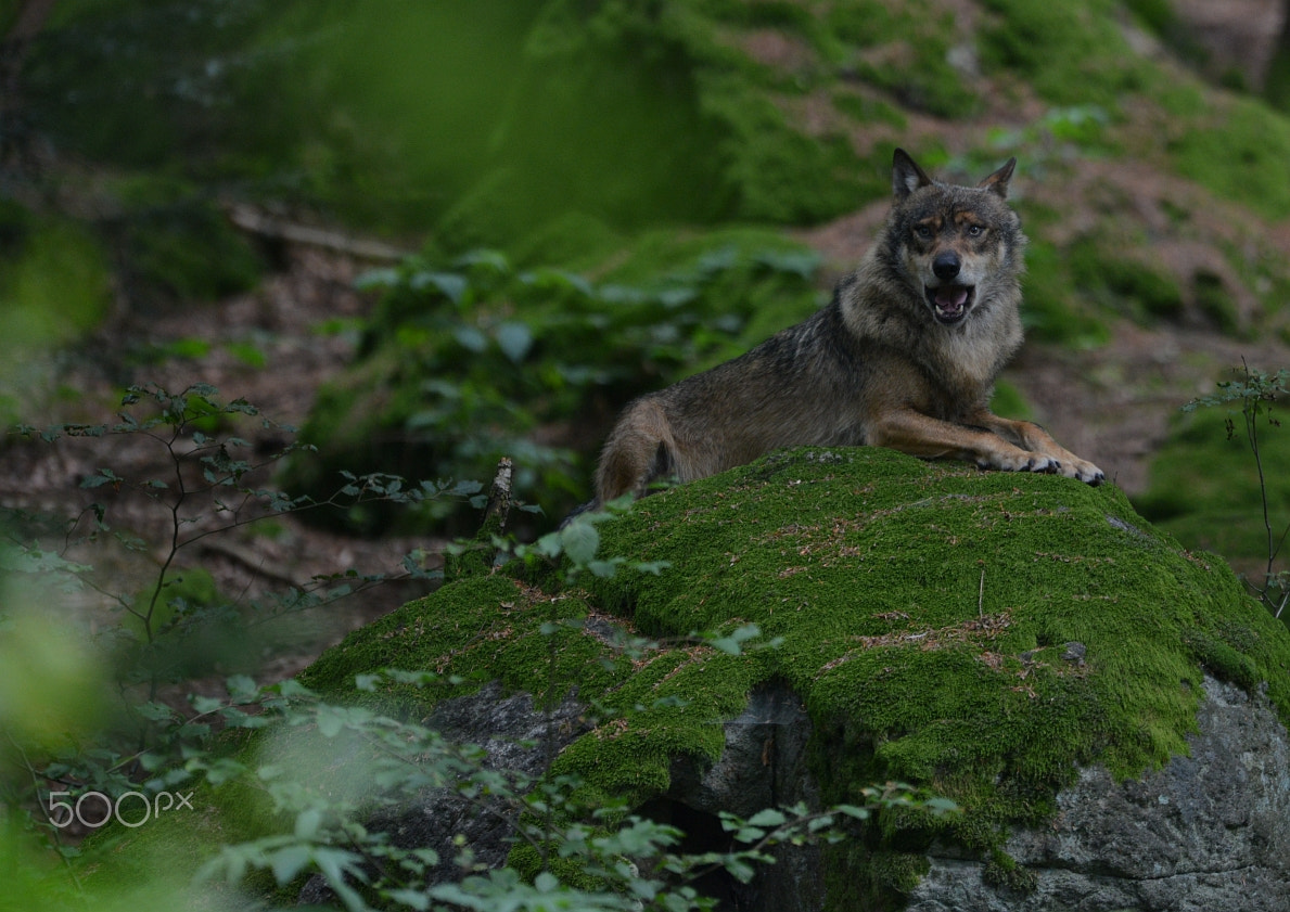 Nikon AF-S Nikkor 400mm F2.8G ED VR II sample photo. Wolf - dsc_6510 photography
