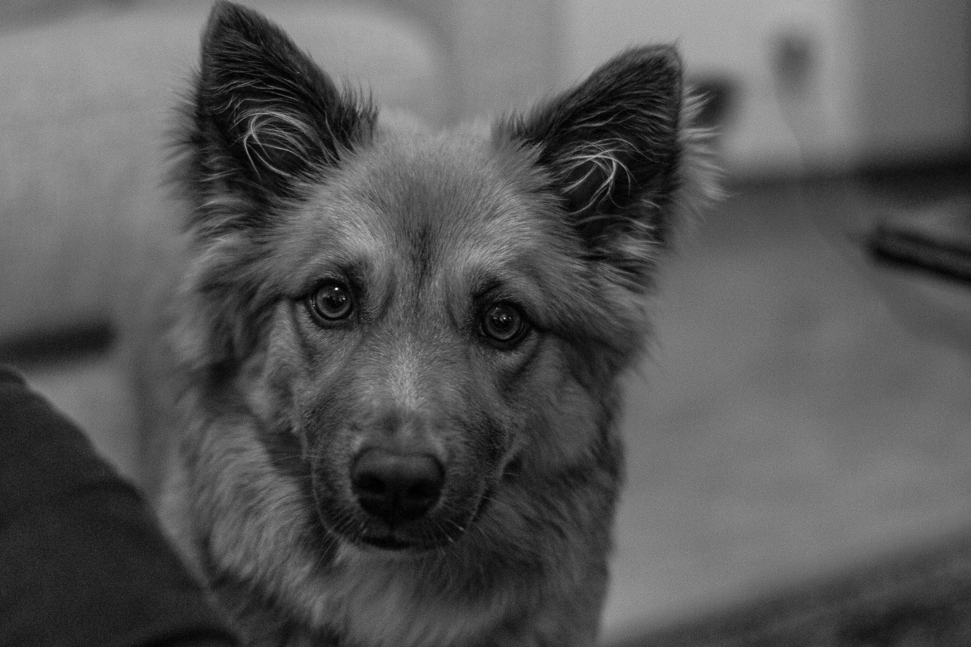 ZEISS Planar T* 50mm F1.4 sample photo. Stare photography