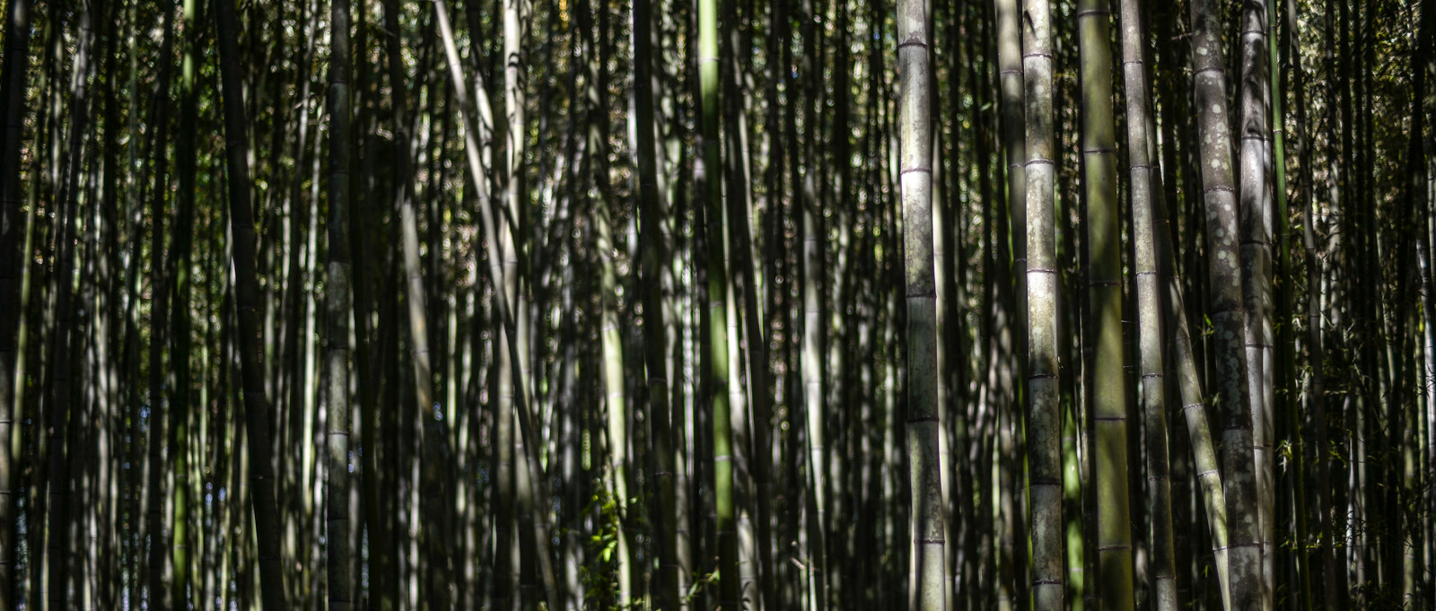 Nikon Df + ZEISS Planar T* 50mm F1.4 sample photo. Bamboo forest photography