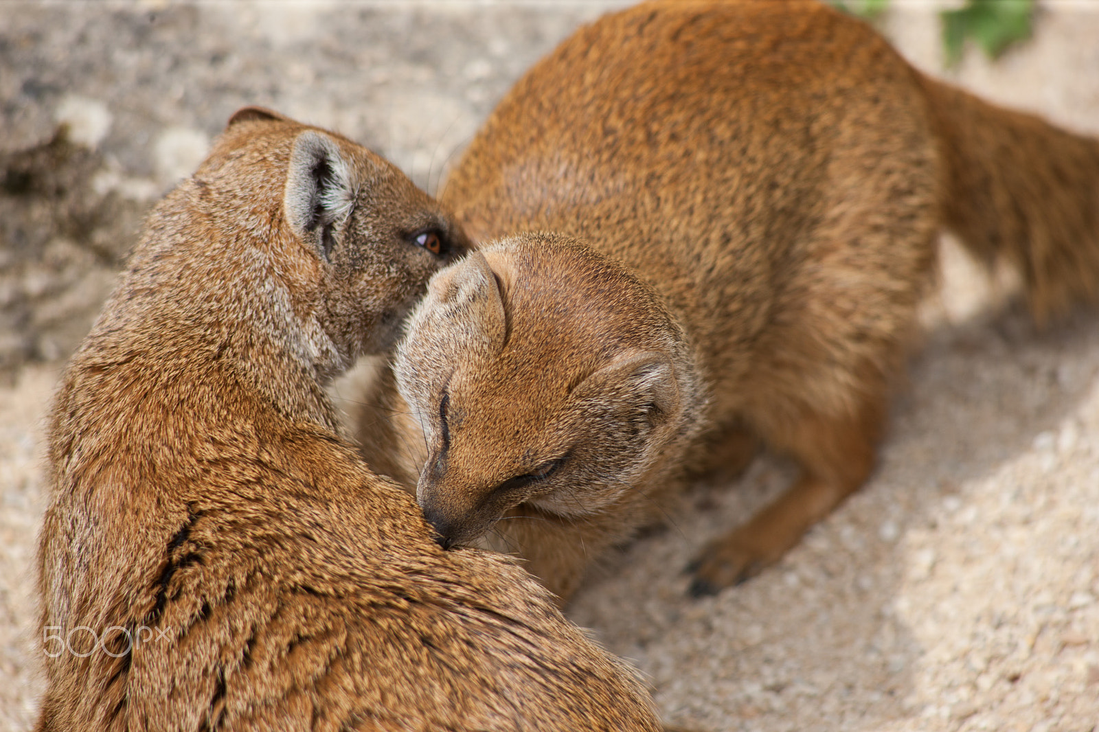 Canon EF 100-300mm F4.5-5.6 USM sample photo. Mongoose playing photography