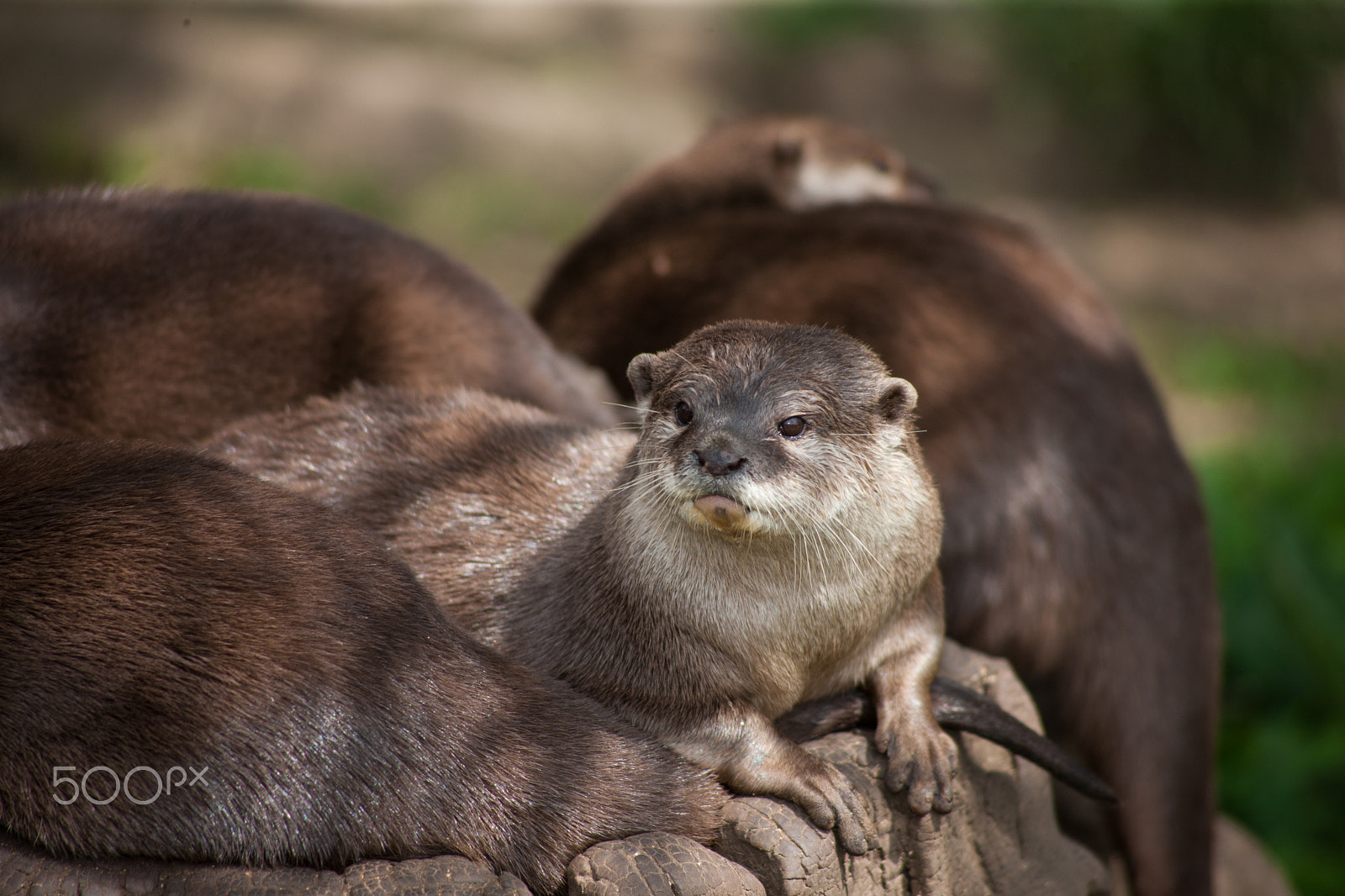 Canon EOS-1Ds Mark III + Canon EF 100-300mm F4.5-5.6 USM sample photo. Otters sunbathing photography