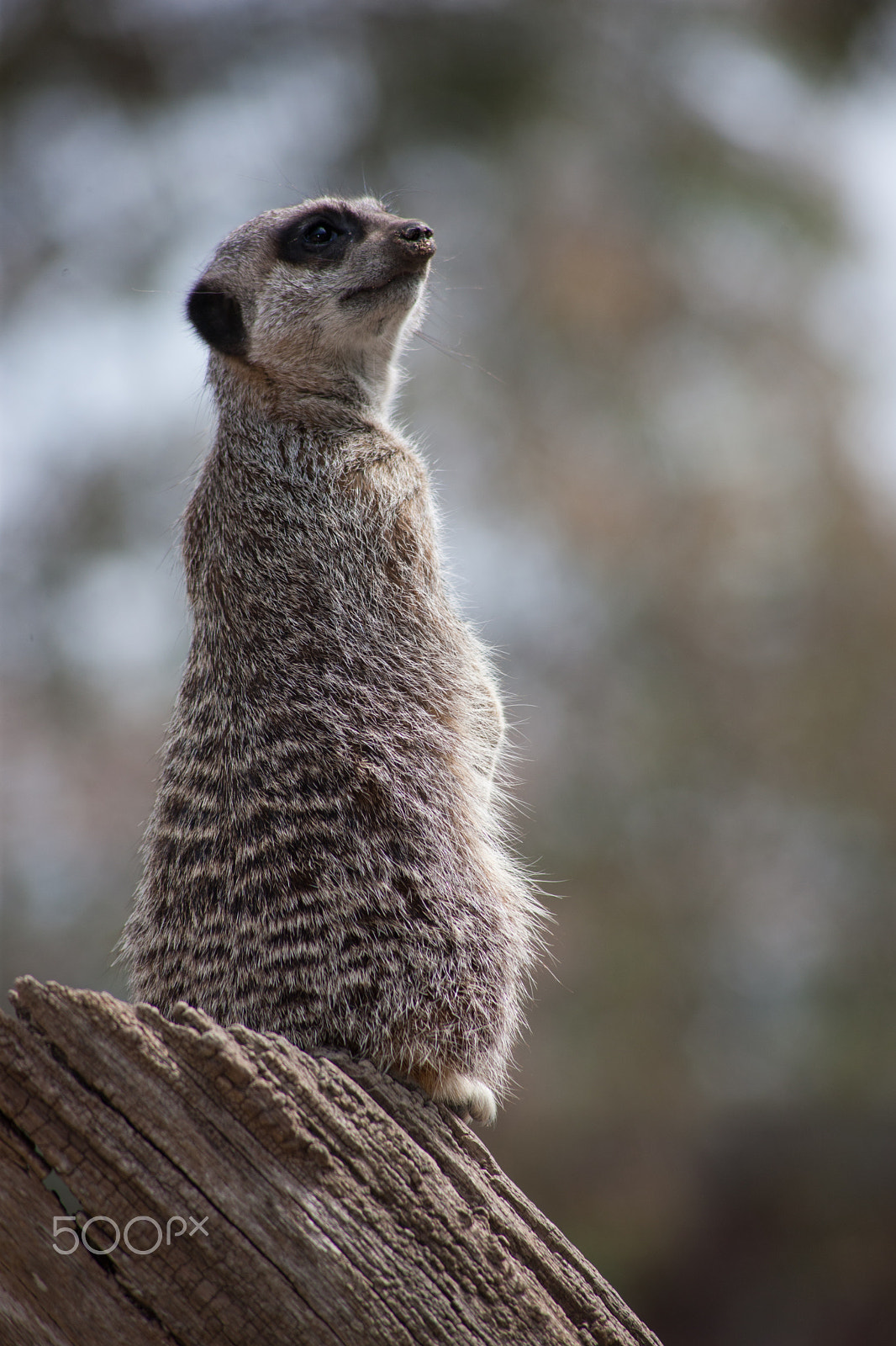 Canon EOS-1Ds Mark III + Canon EF 100-300mm F4.5-5.6 USM sample photo. Meerkat on stump 1 photography