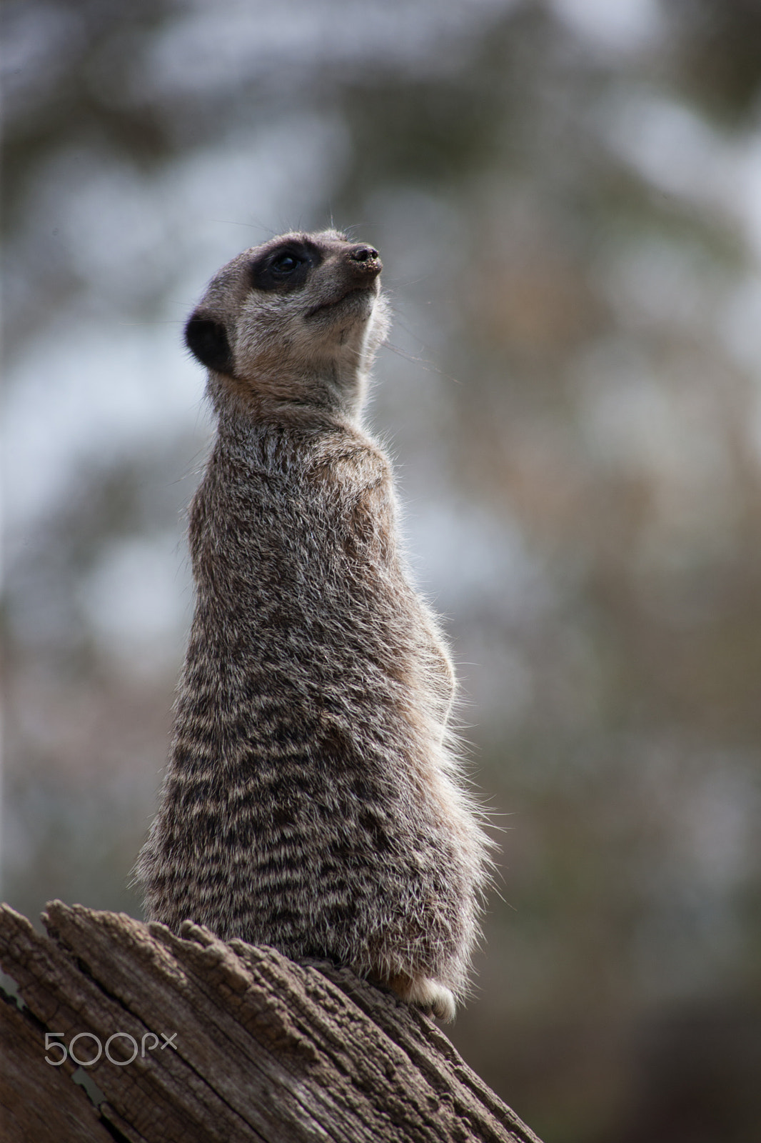 Canon EOS-1Ds Mark III + Canon EF 100-300mm F4.5-5.6 USM sample photo. Meerkat on stump 2 photography