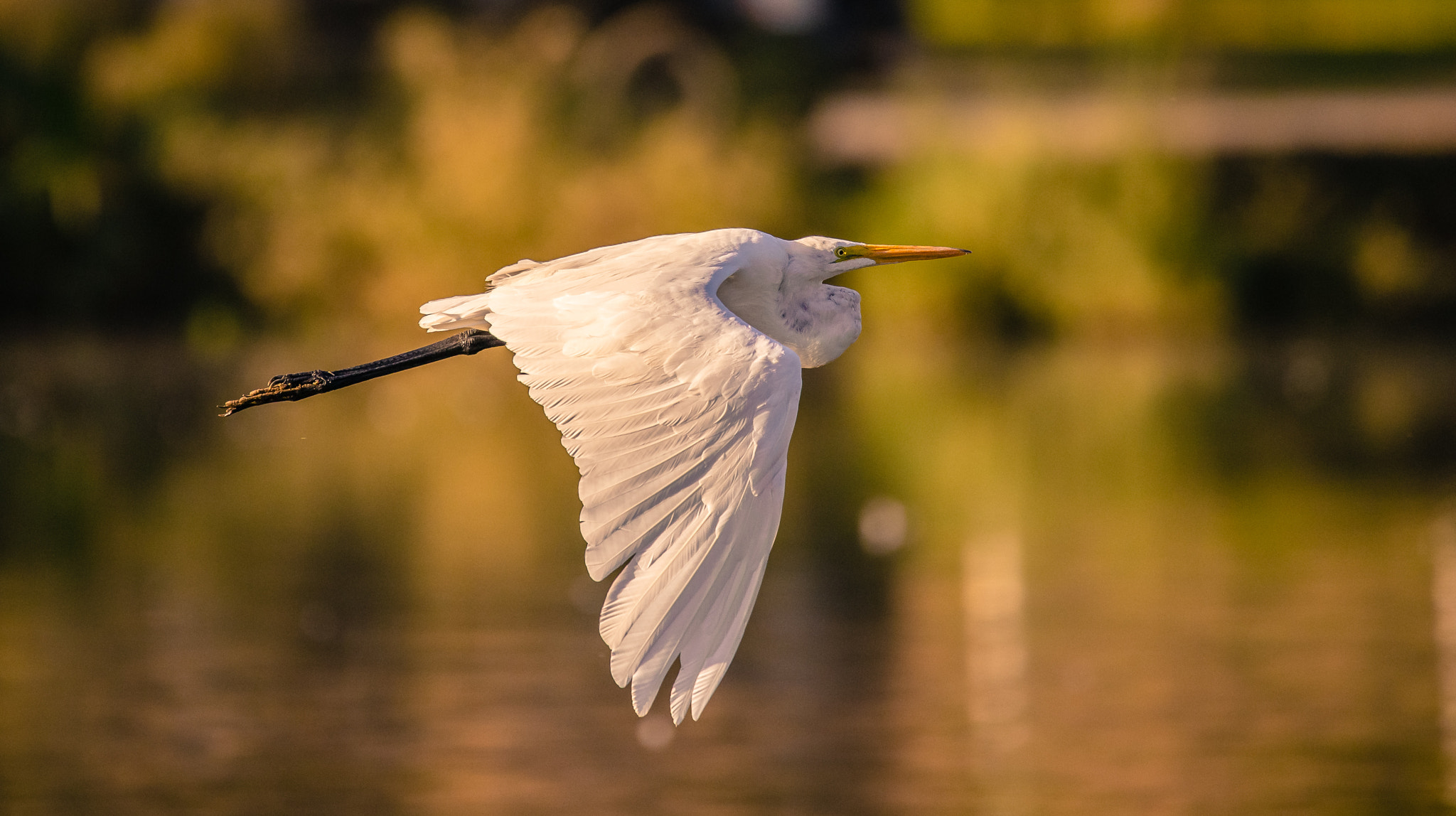 150-600mm F5-6.3 DG OS HSM | Contemporary 015 sample photo. Early morning egret edit photography