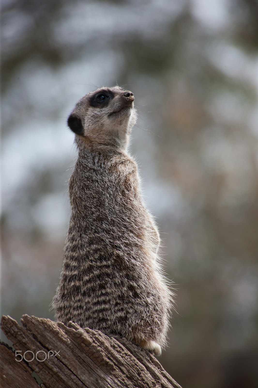 Canon EOS-1Ds Mark III + Canon EF 100-300mm F4.5-5.6 USM sample photo. Meerkat on stump 3 photography