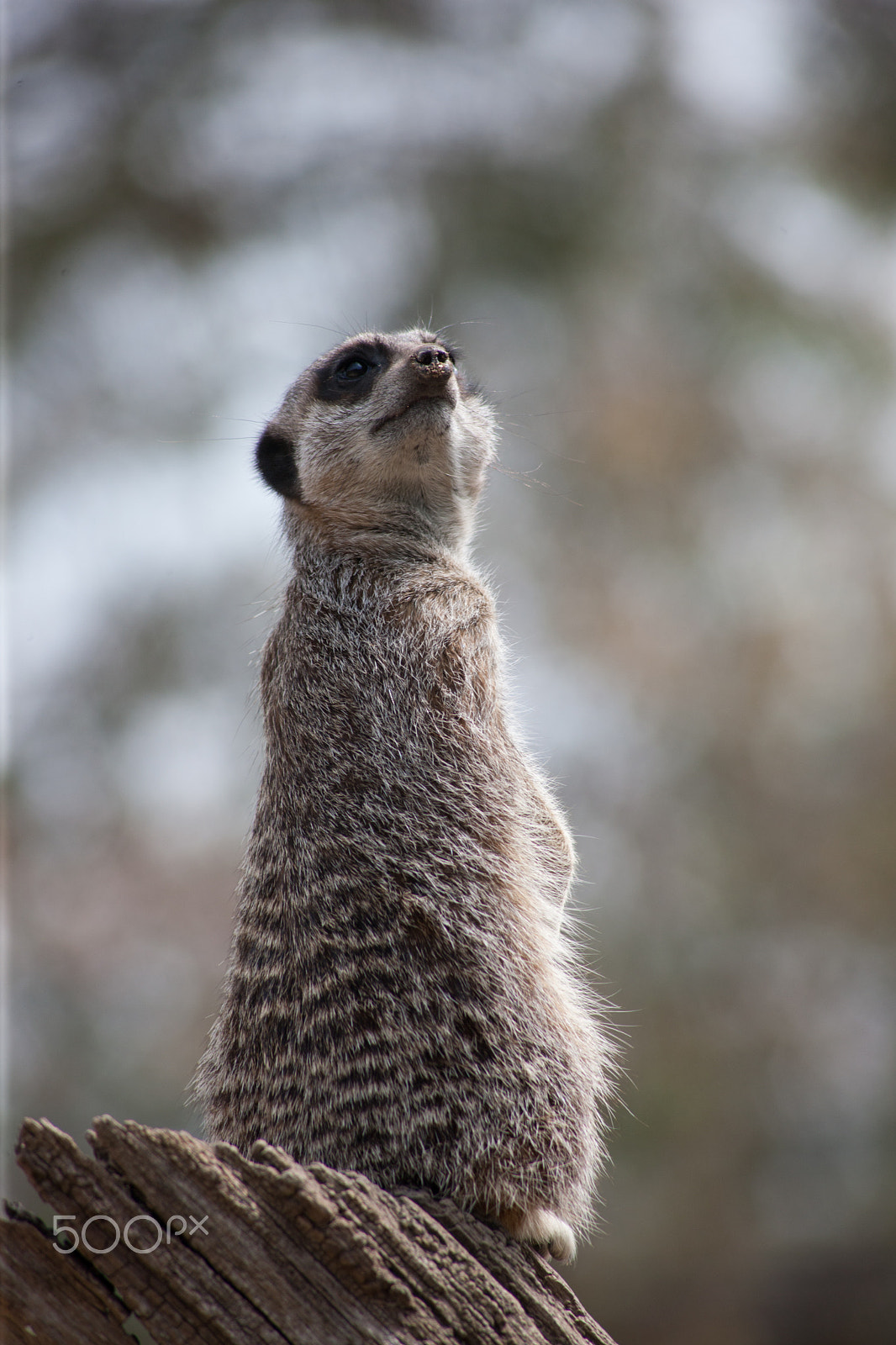 Canon EOS-1Ds Mark III + Canon EF 100-300mm F4.5-5.6 USM sample photo. Meerkat on stump 4 photography