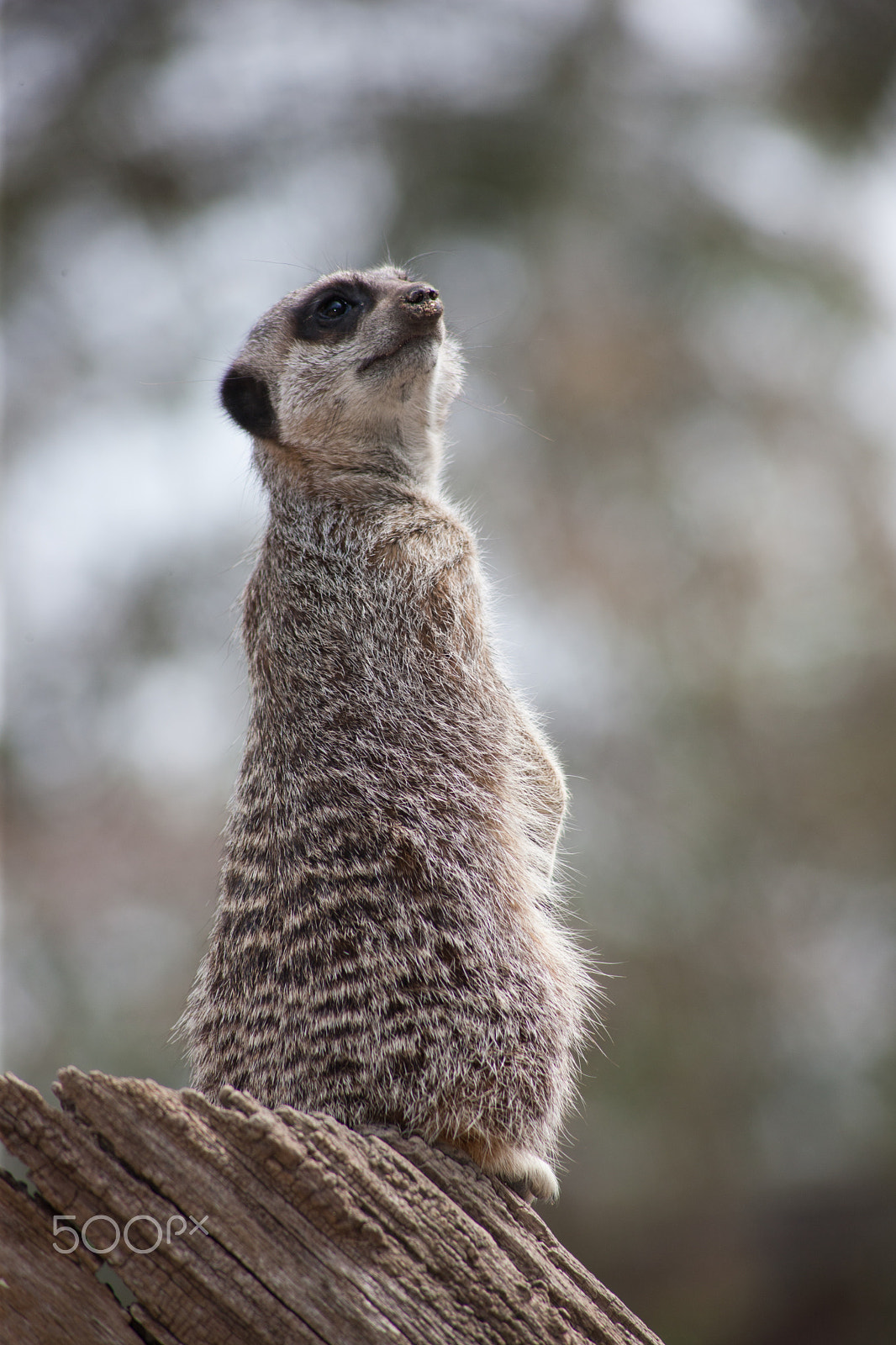 Canon EOS-1Ds Mark III + Canon EF 100-300mm F4.5-5.6 USM sample photo. Meerkat on stump 5 photography