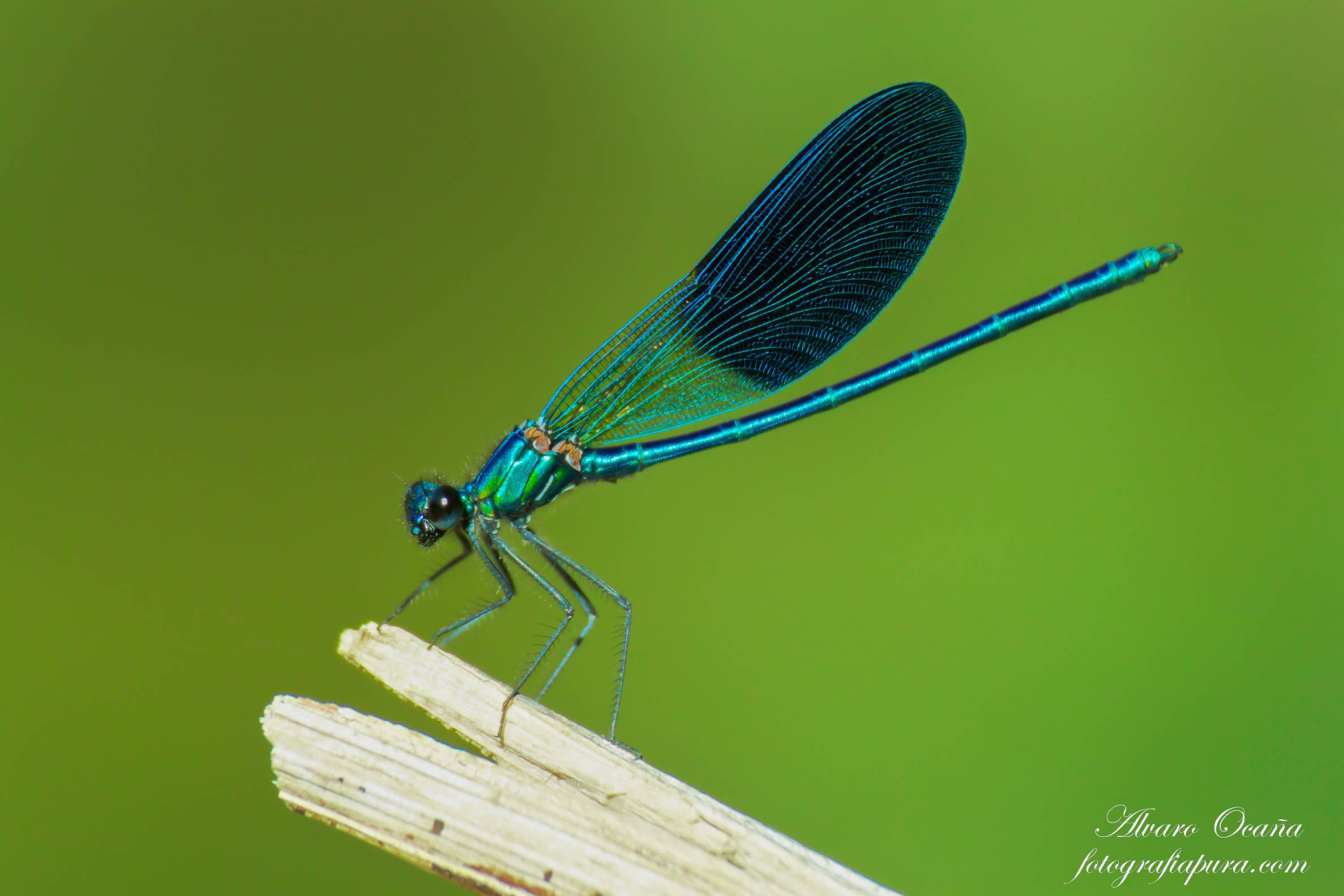 Canon EOS 500D (EOS Rebel T1i / EOS Kiss X3) sample photo. Heating the wings photography