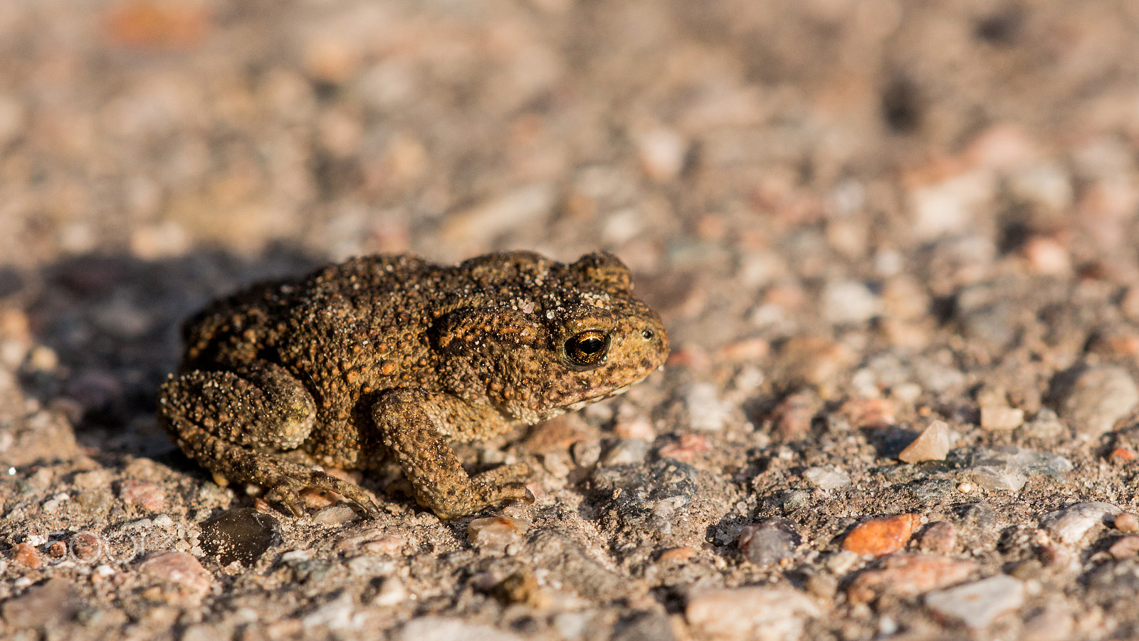 Canon EOS 700D (EOS Rebel T5i / EOS Kiss X7i) + Sigma APO Macro 150mm f/2.8 EX DG HSM sample photo. The little toad on the hot road photography