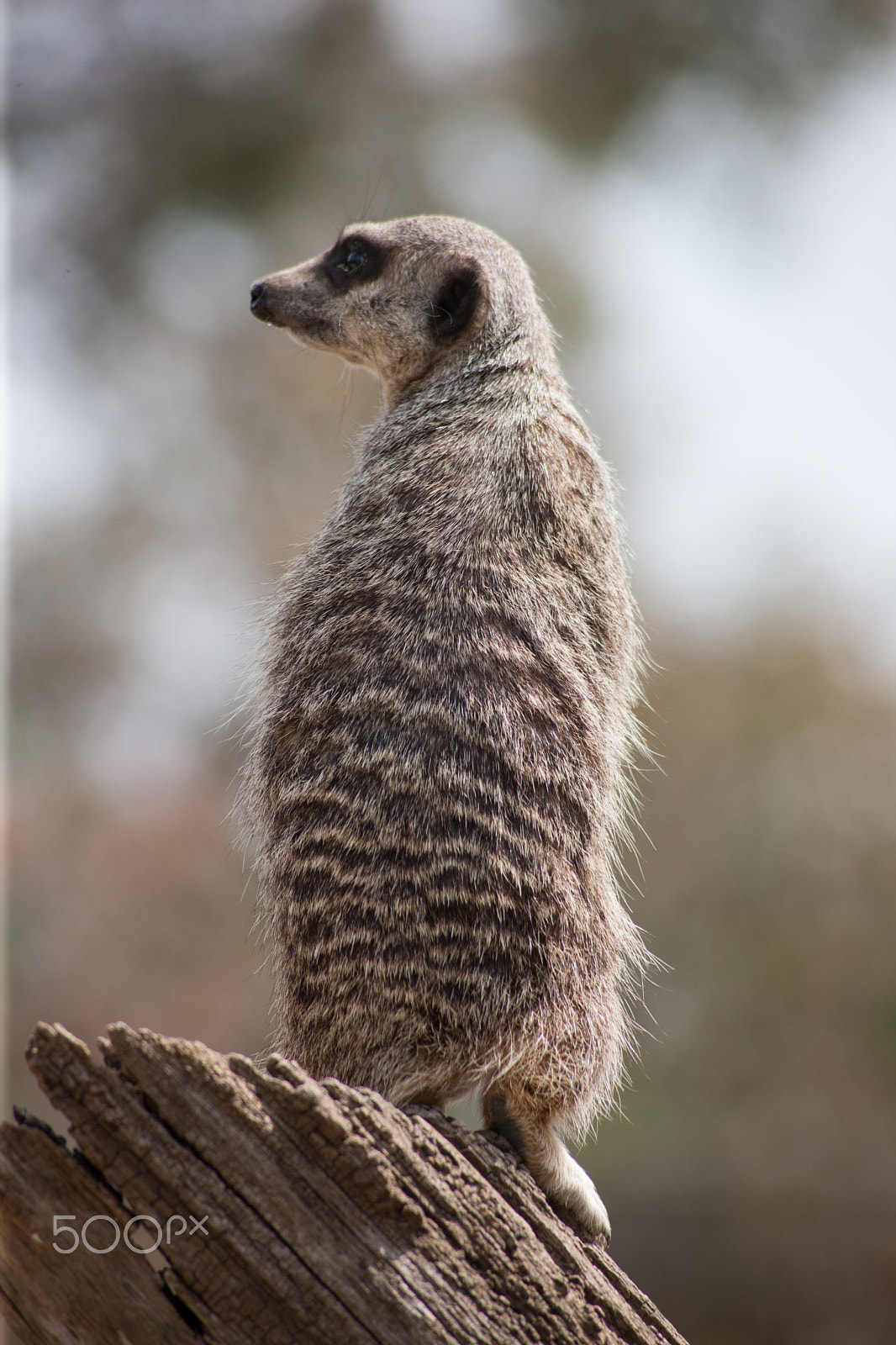 Canon EOS-1Ds Mark III + Canon EF 100-300mm F4.5-5.6 USM sample photo. Meerkat on stump 6 photography