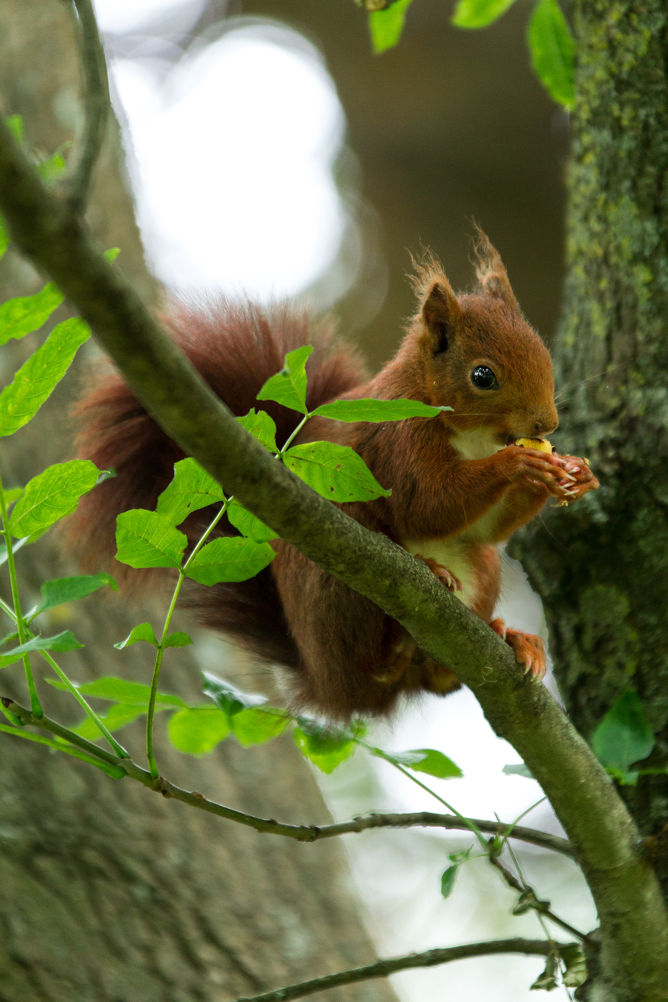 Sigma 70-200mm F2.8 EX DG OS HSM sample photo. Going nuts photography