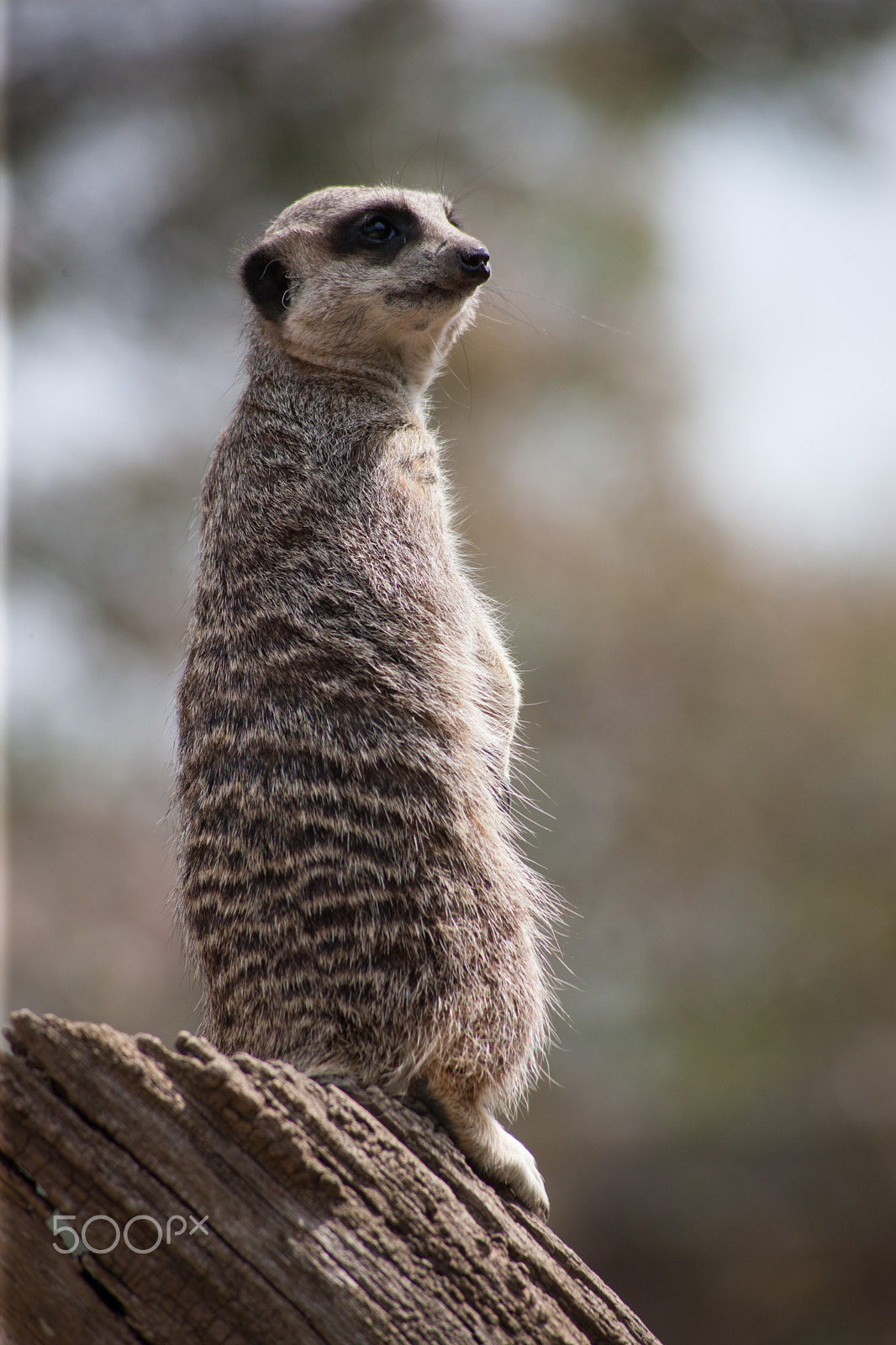 Canon EOS-1Ds Mark III + Canon EF 100-300mm F4.5-5.6 USM sample photo. Meerkat on stump 7 photography