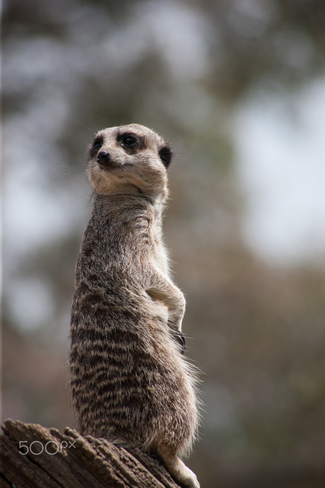 Canon EOS-1Ds Mark III + Canon EF 100-300mm F4.5-5.6 USM sample photo. Meerkat on stump 8 photography