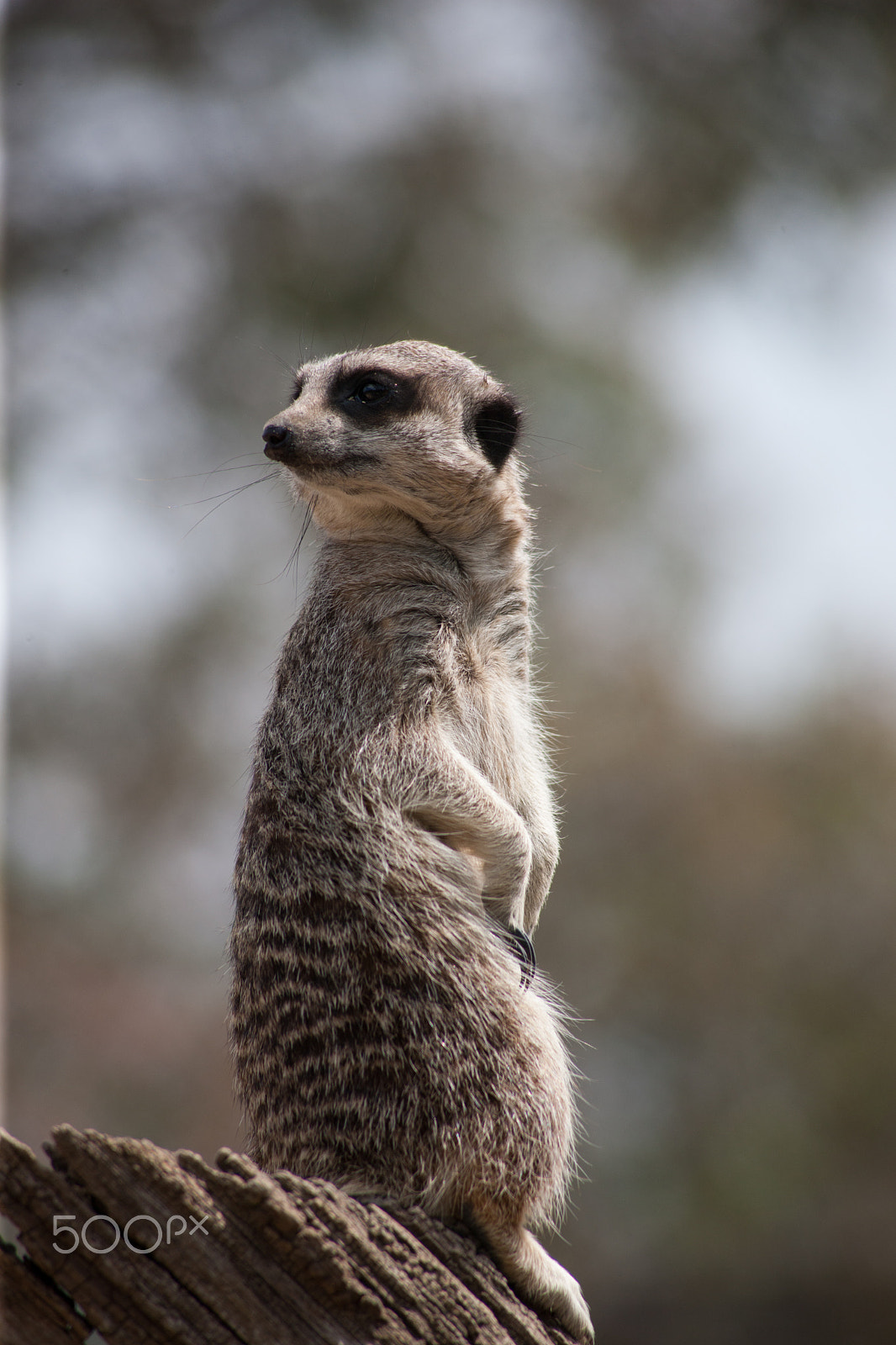 Canon EOS-1Ds Mark III + Canon EF 100-300mm F4.5-5.6 USM sample photo. Meerkat on stump 9 photography