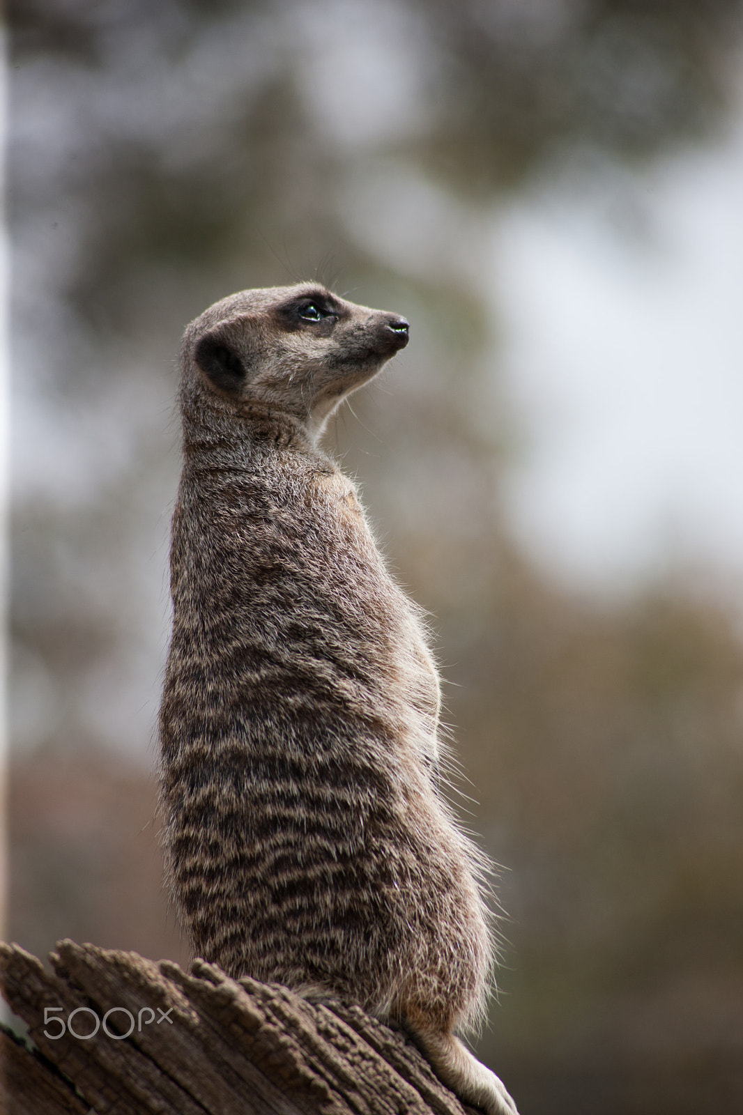 Canon EOS-1Ds Mark III + Canon EF 100-300mm F4.5-5.6 USM sample photo. Meerkat on stump 10 photography