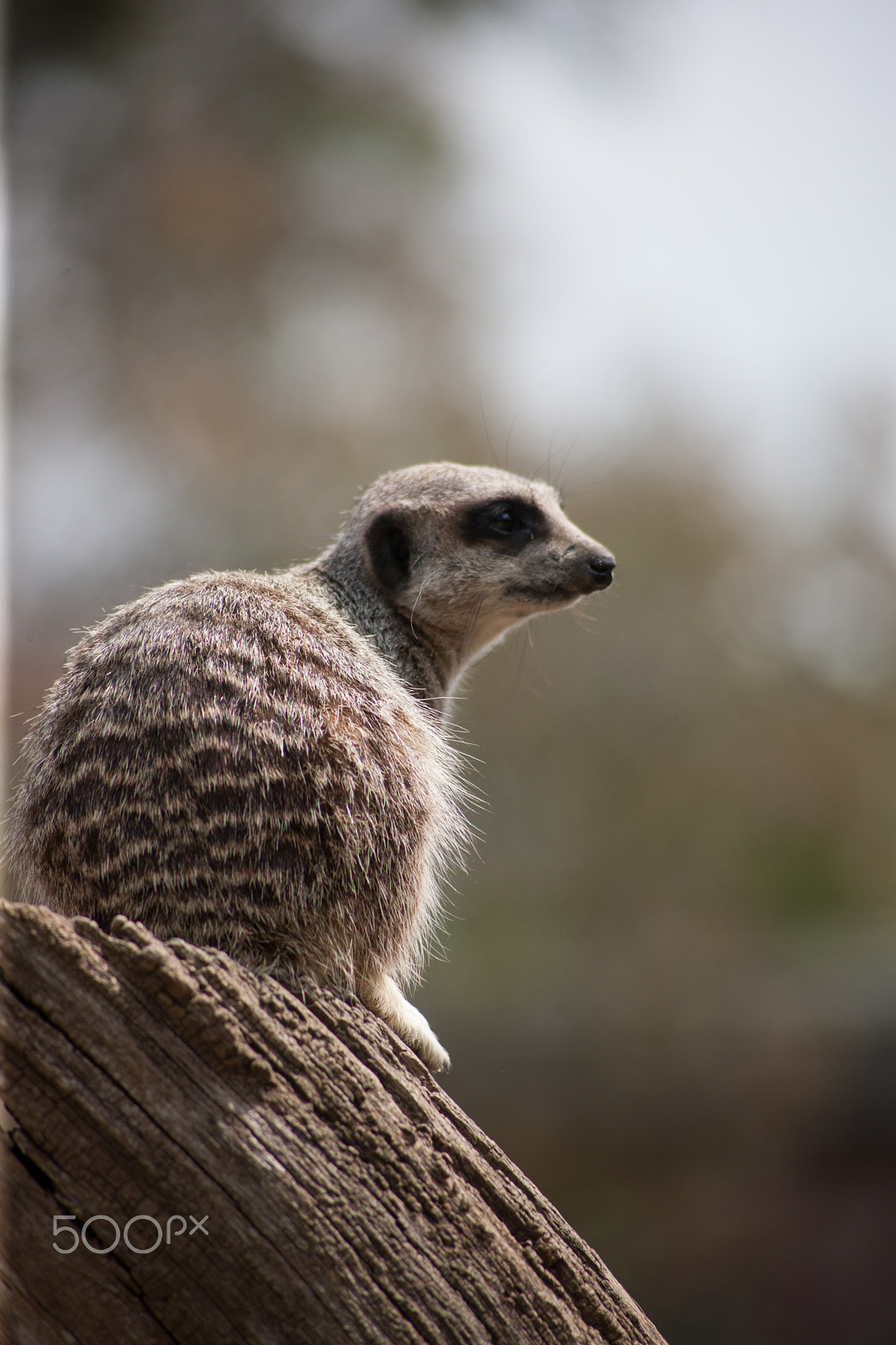 Canon EOS-1Ds Mark III + Canon EF 100-300mm F4.5-5.6 USM sample photo. Meerkat on stump 11 photography