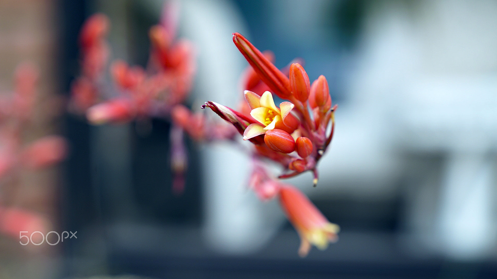 Sony a7S II + Sony FE 24-70mm F2.8 GM sample photo. Exit stage left photography