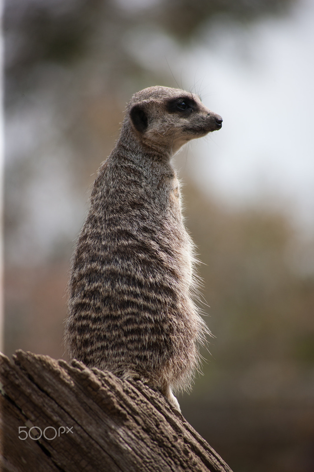 Canon EOS-1Ds Mark III + Canon EF 100-300mm F4.5-5.6 USM sample photo. Meerkat on stump 12 photography