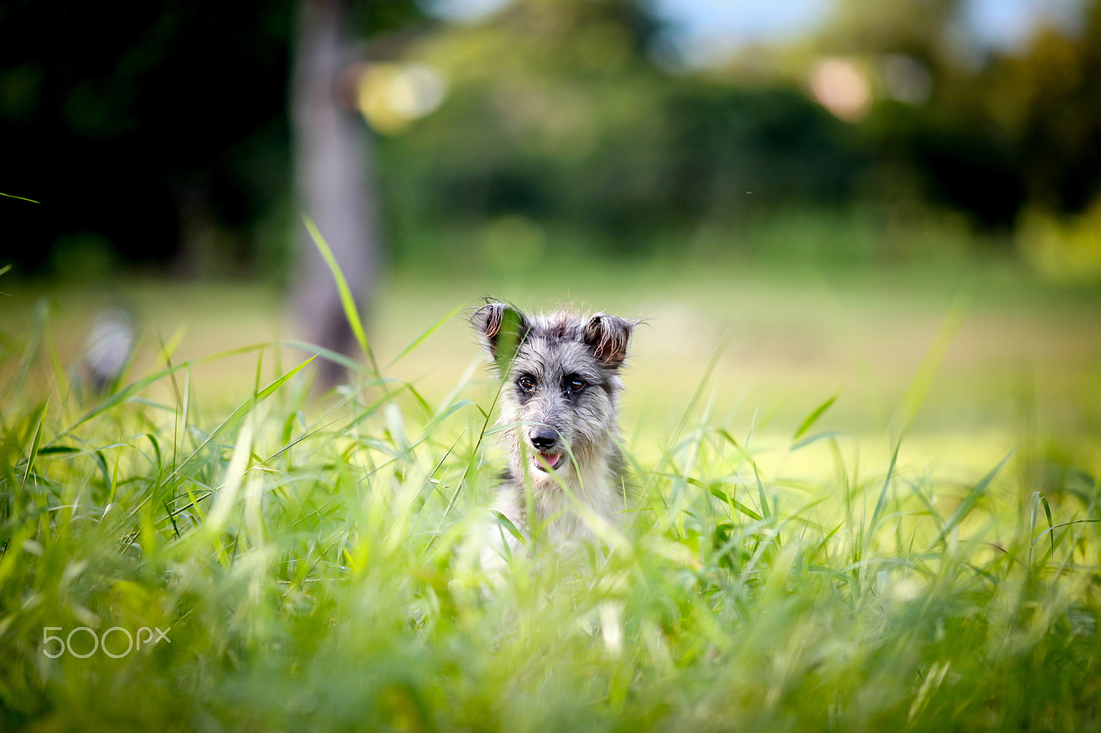 Canon EF 200mm F2.8L II USM sample photo. Dog photography