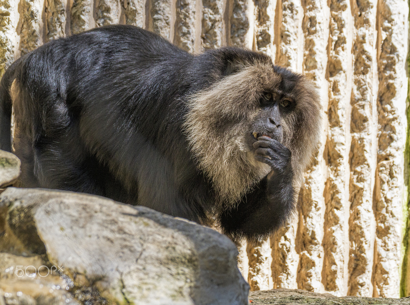 Tamron SP 35mm F1.8 Di VC USD sample photo. Img photography
