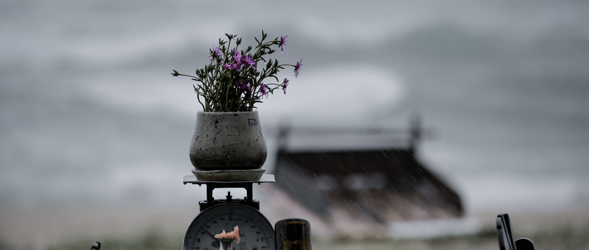 Nikon AF-Nikkor 80-200mm F2.8D ED sample photo. Rain flower photography