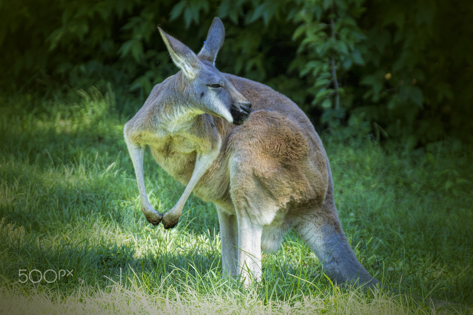Tamron SP 35mm F1.8 Di VC USD sample photo. Aussie thug life photography